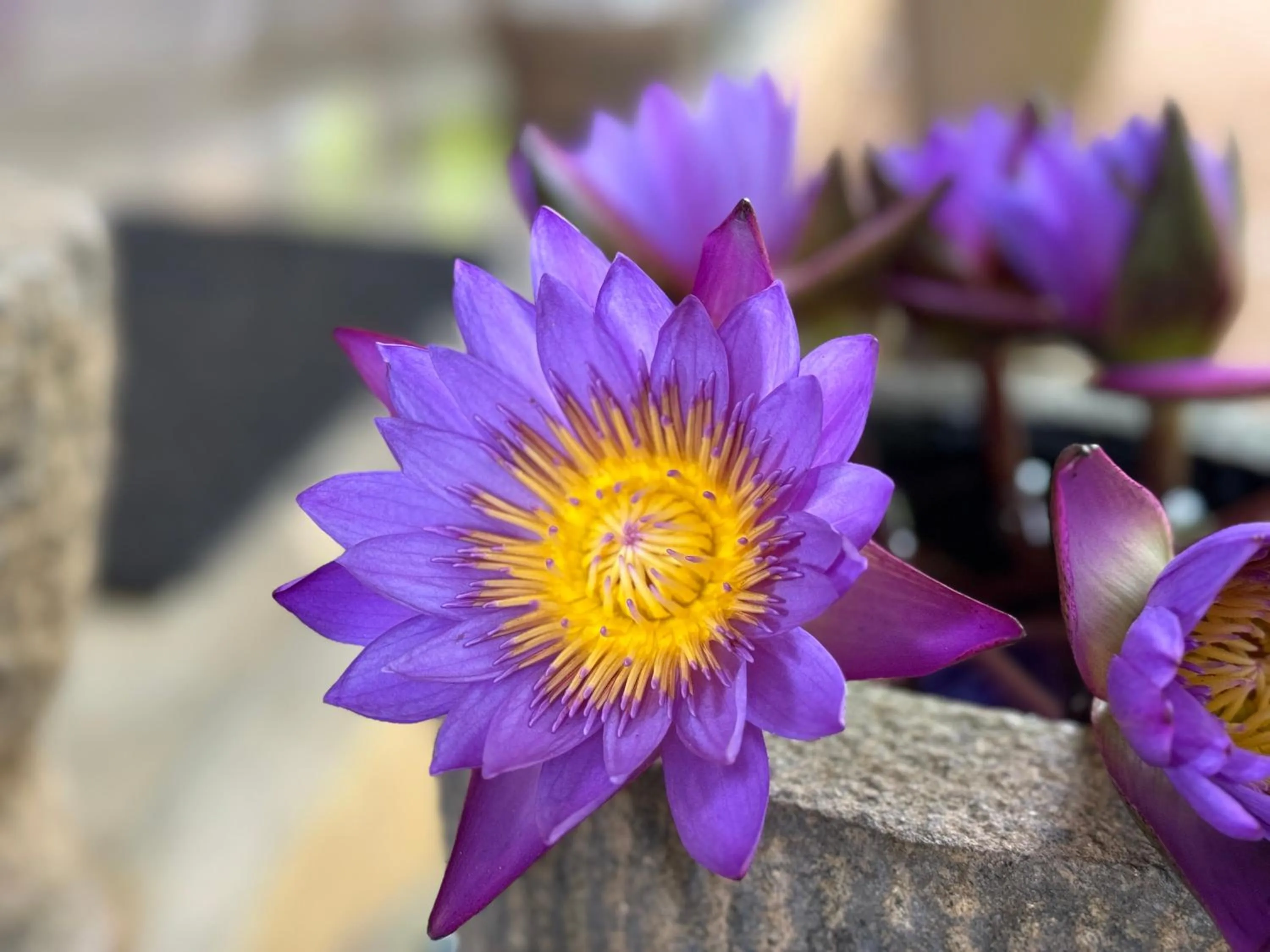 Area and facilities in The Green Edge