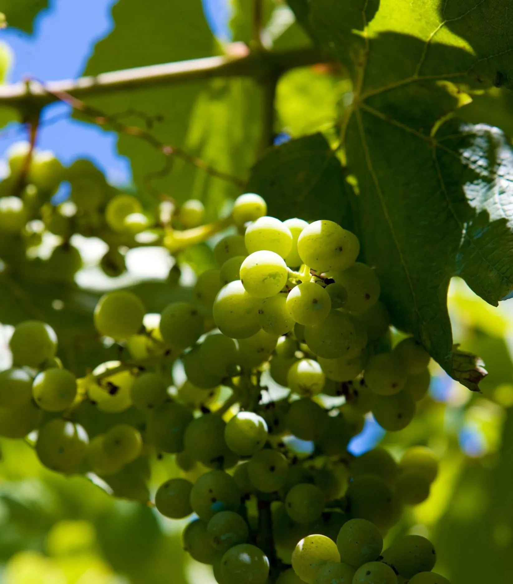 Other in Da Gelsomina