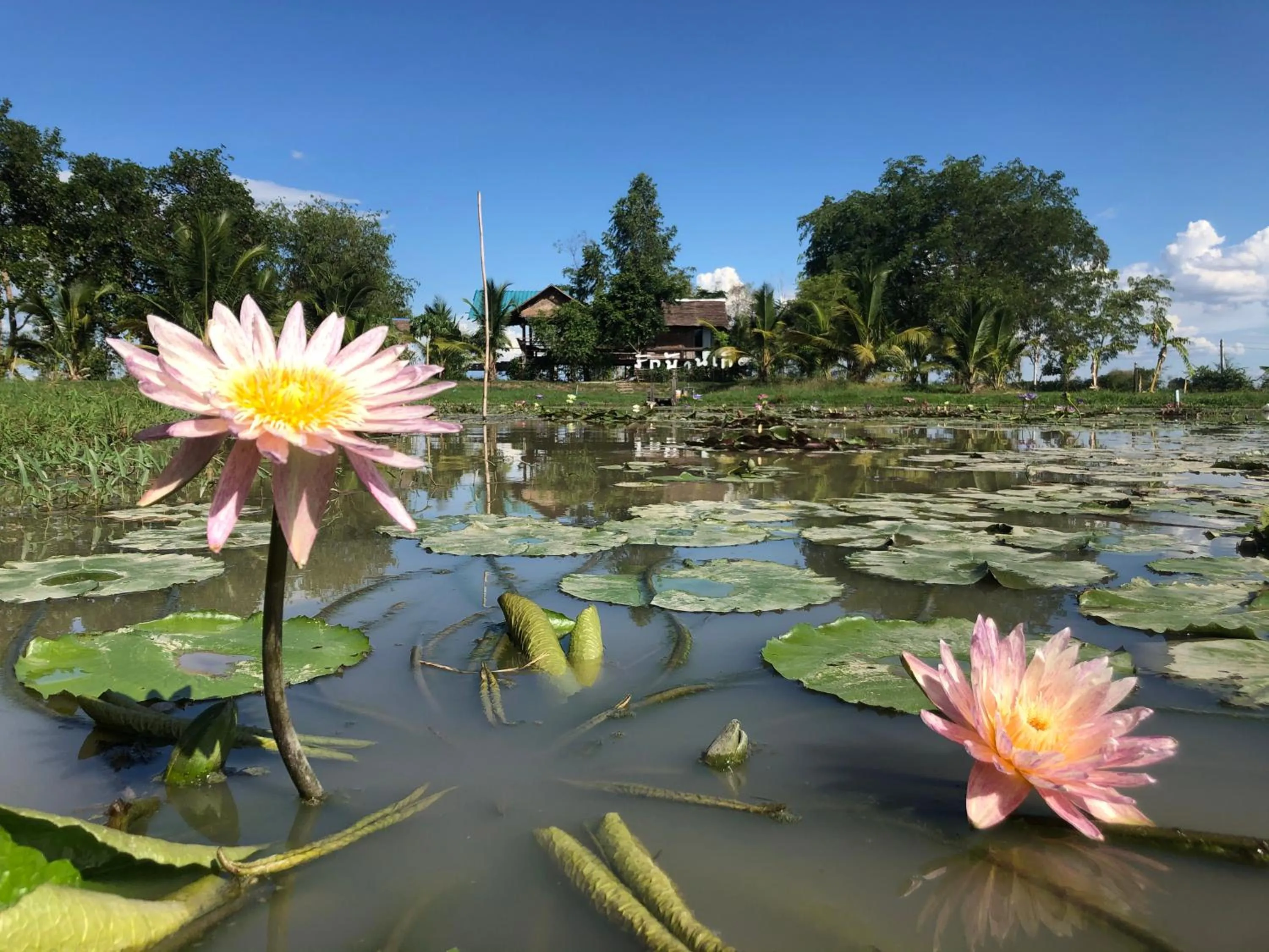 Resort Railumpoo (Farm and Camping)