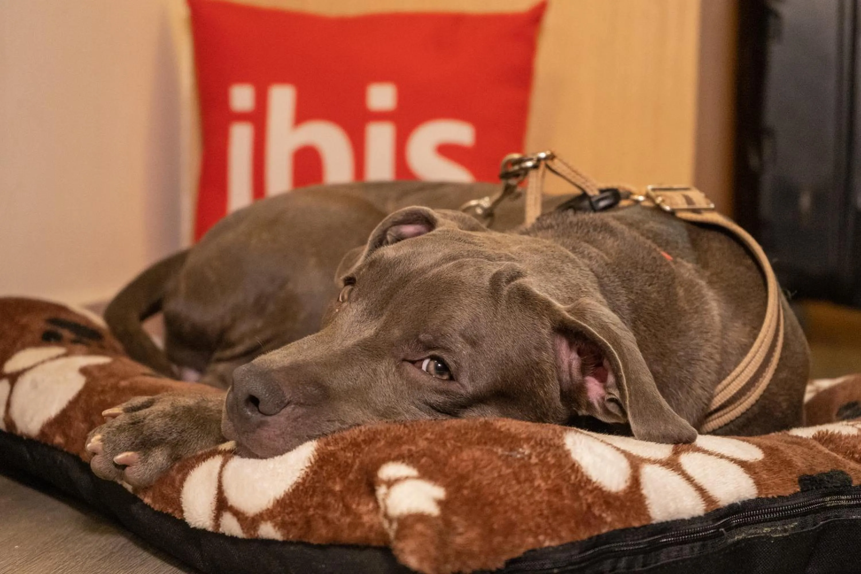 Pets in ibis Cartagena Marbella