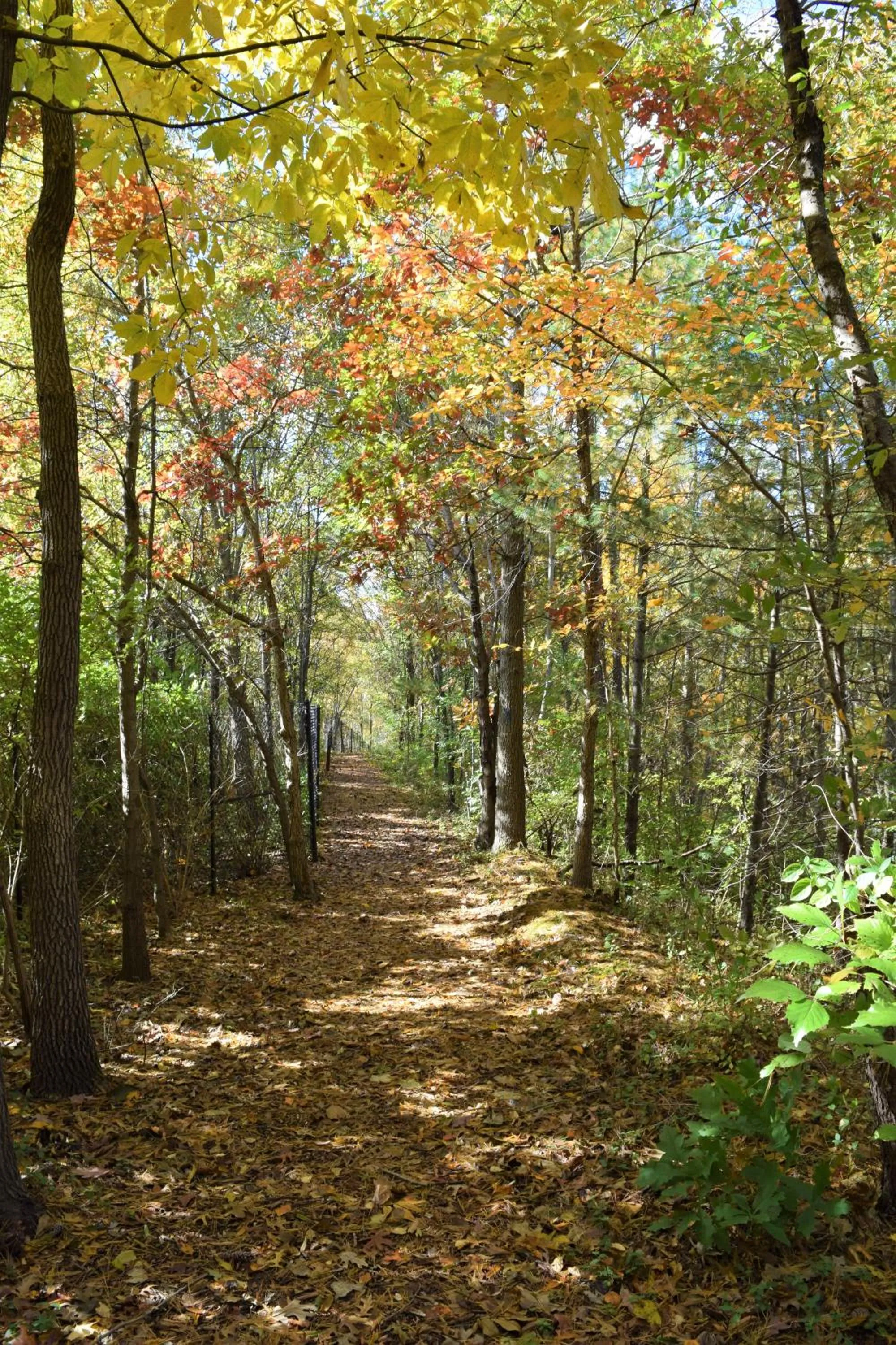 Natural landscape in Cherry Hill Park