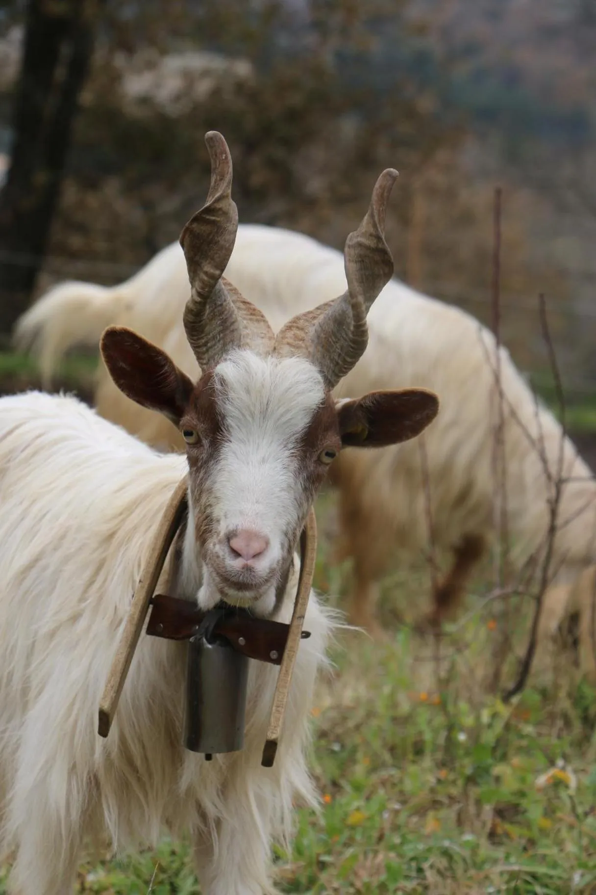 La Quercia e l'Asino