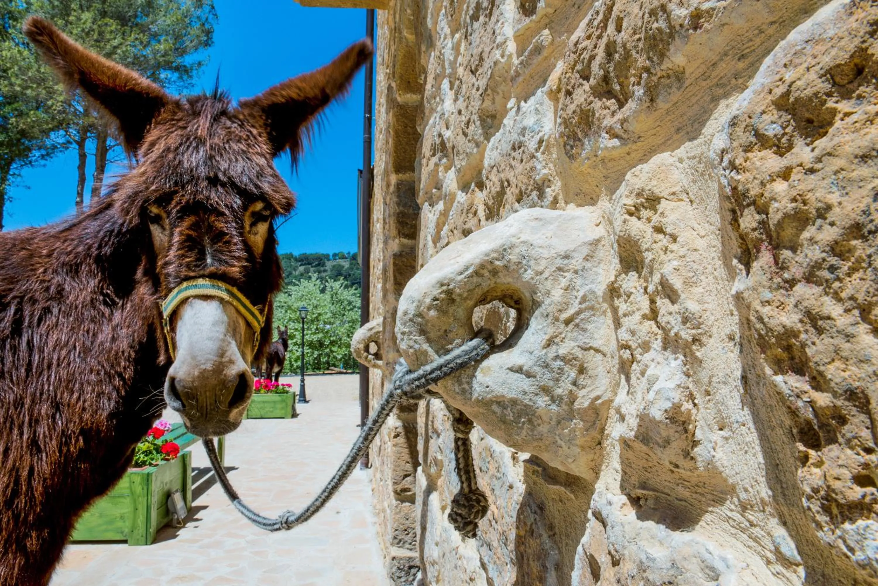 Day in La Quercia e l'Asino