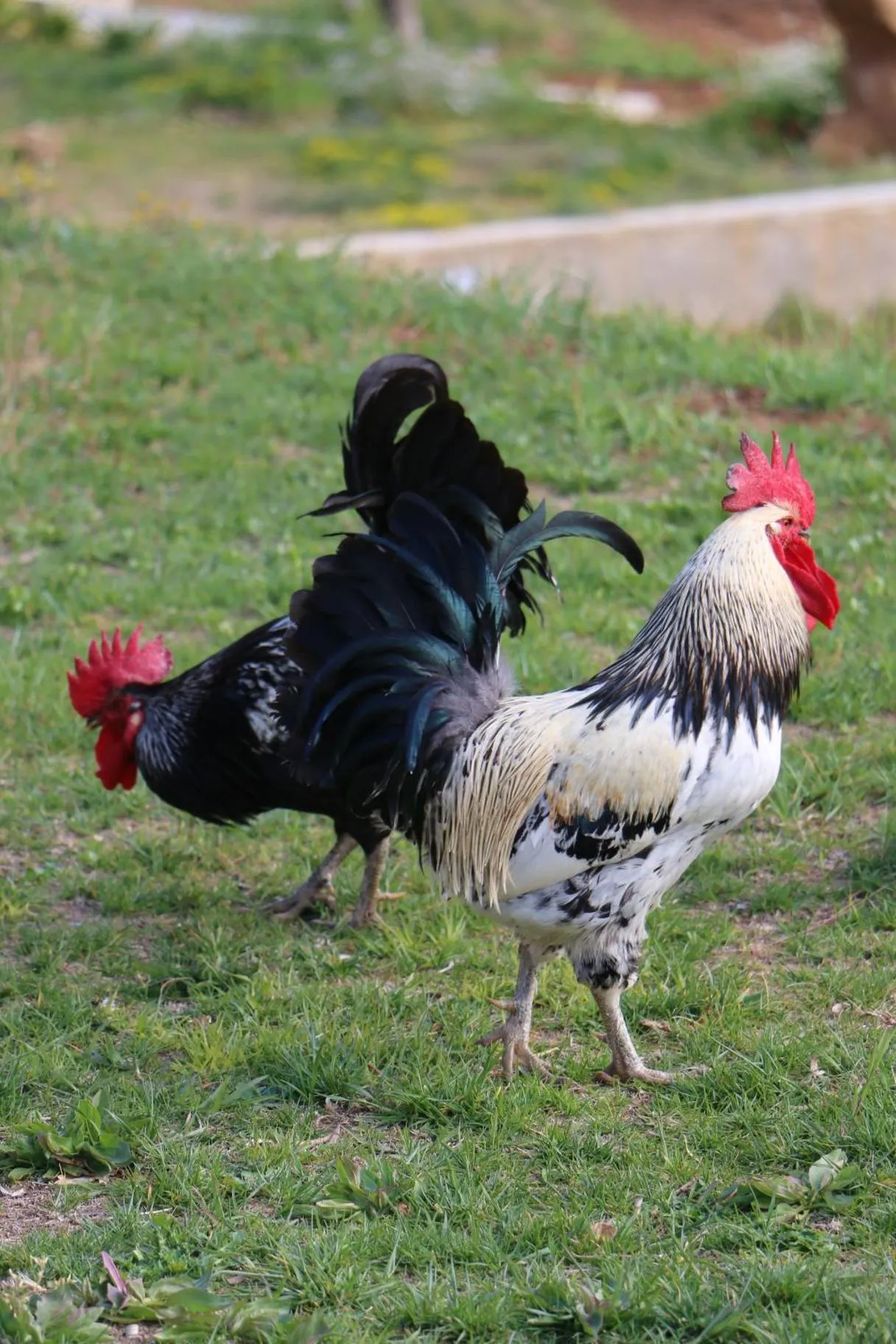 La Quercia e l'Asino