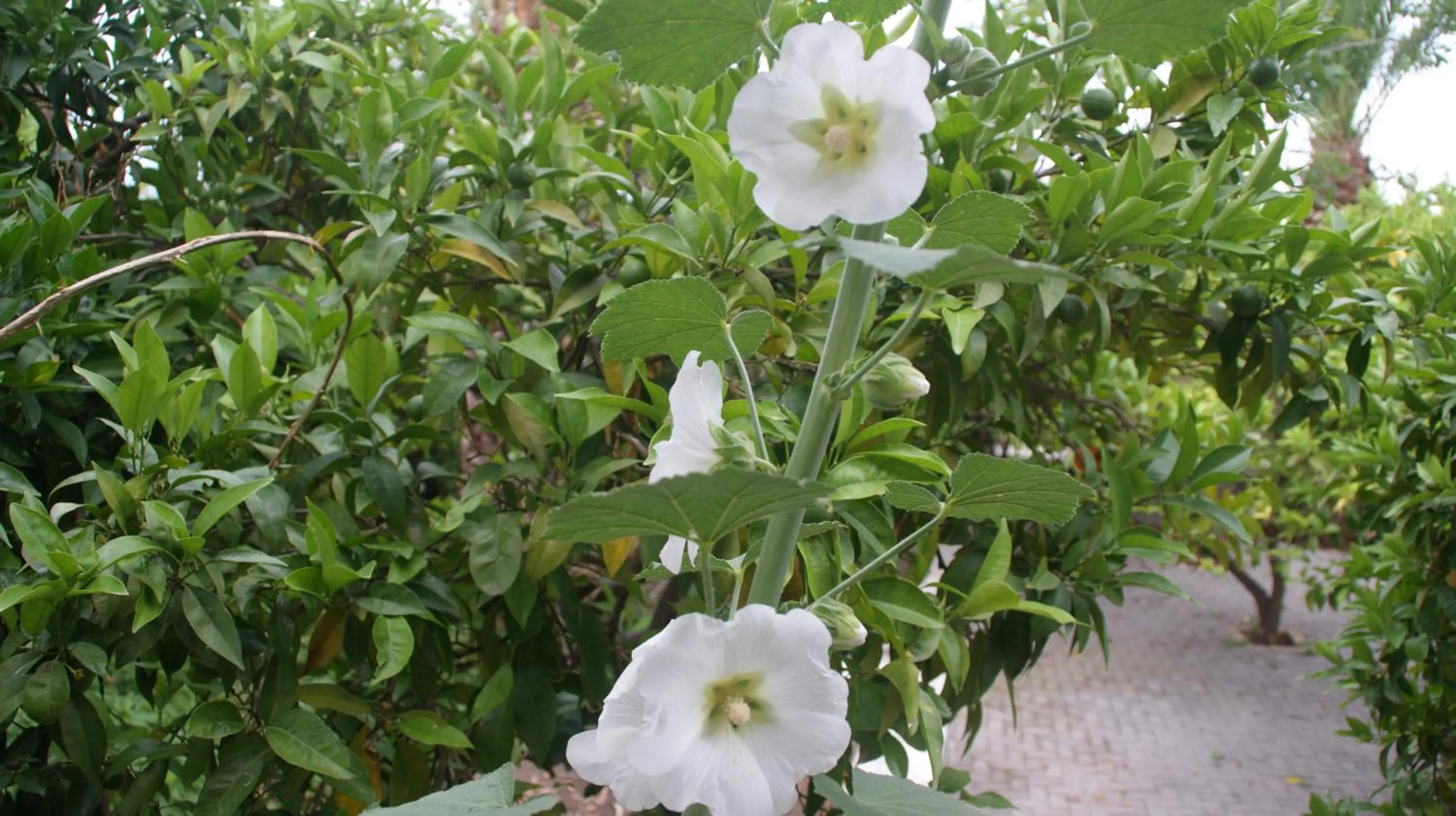 Garden in Villa Christina