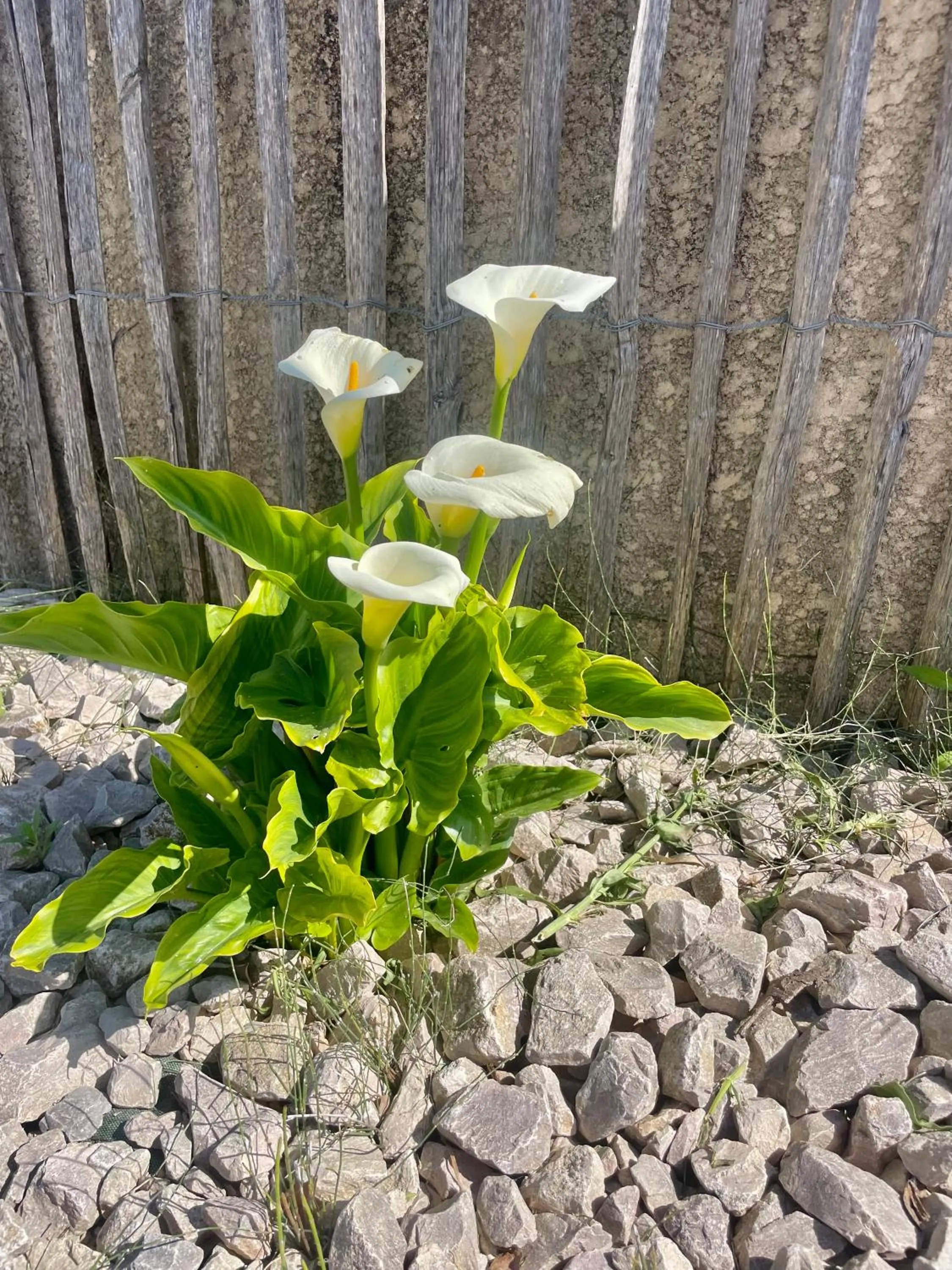 Spring in Le Mazet Chambre d'Hôtes