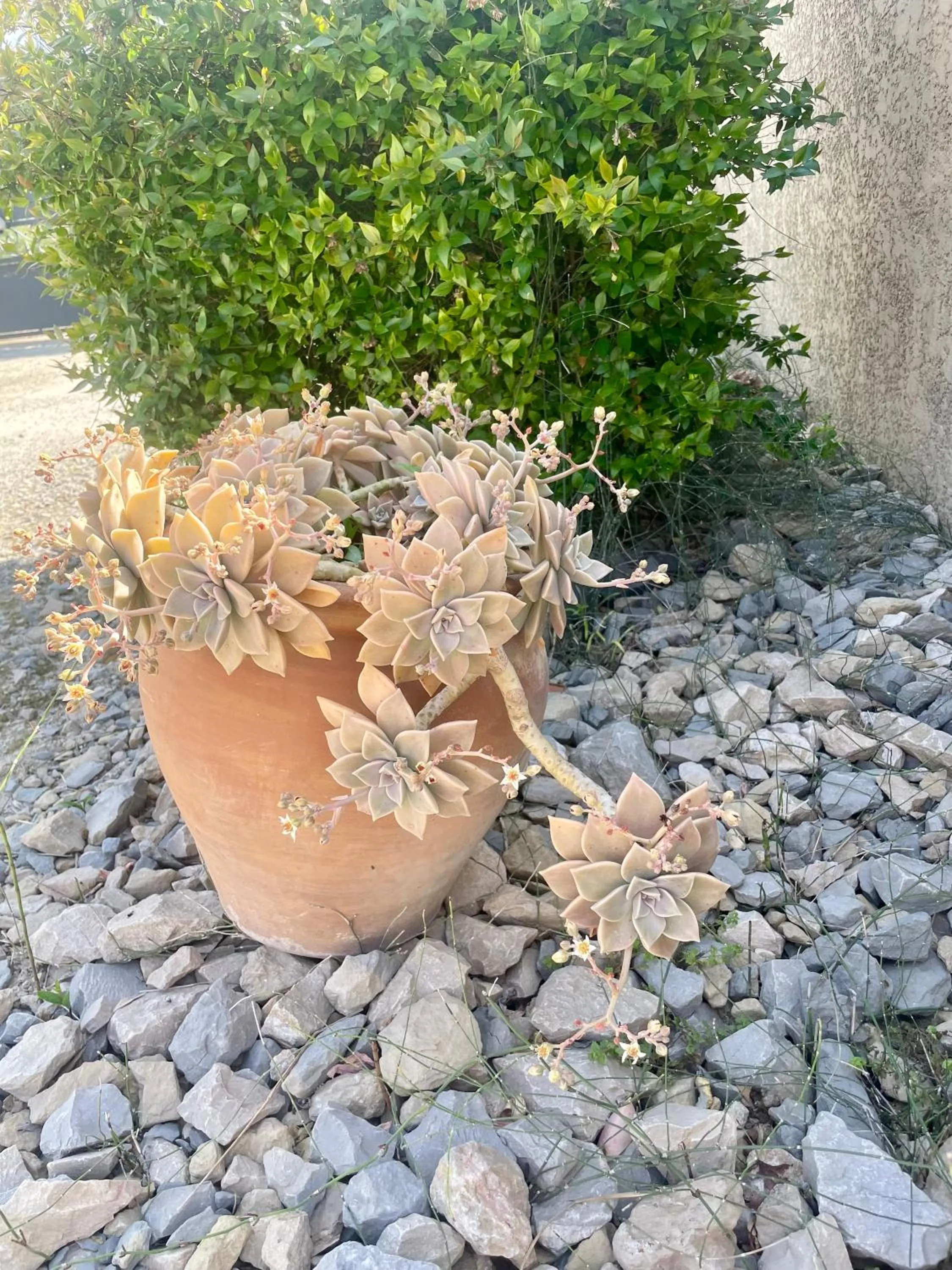 Le Mazet Chambre d'Hôtes