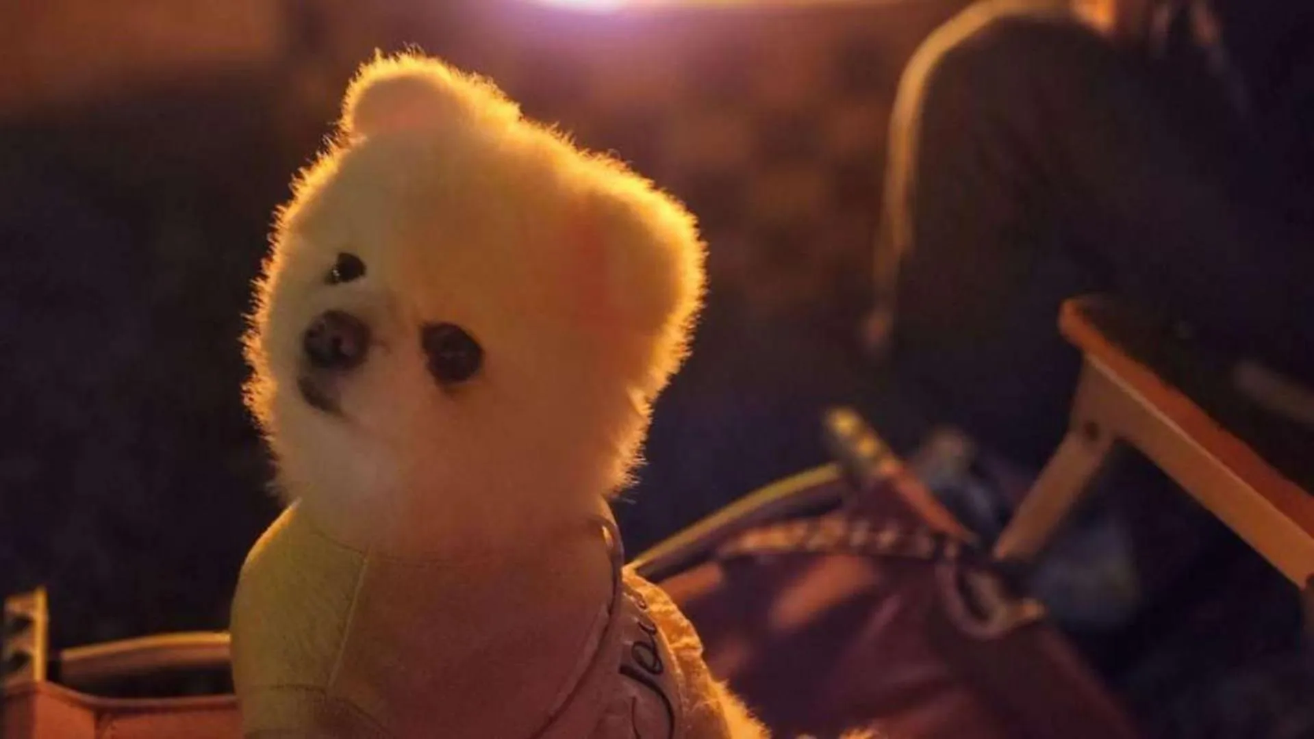 Animals in Jeju EQ Stay Hotel