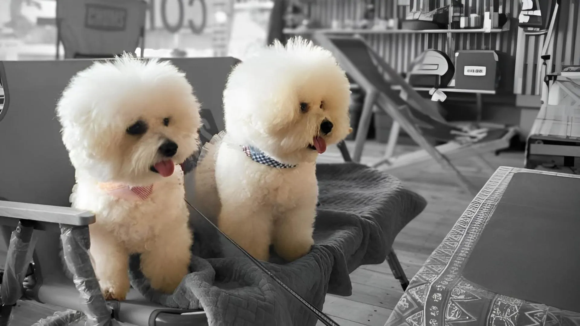 Animals in Jeju EQ Stay Hotel