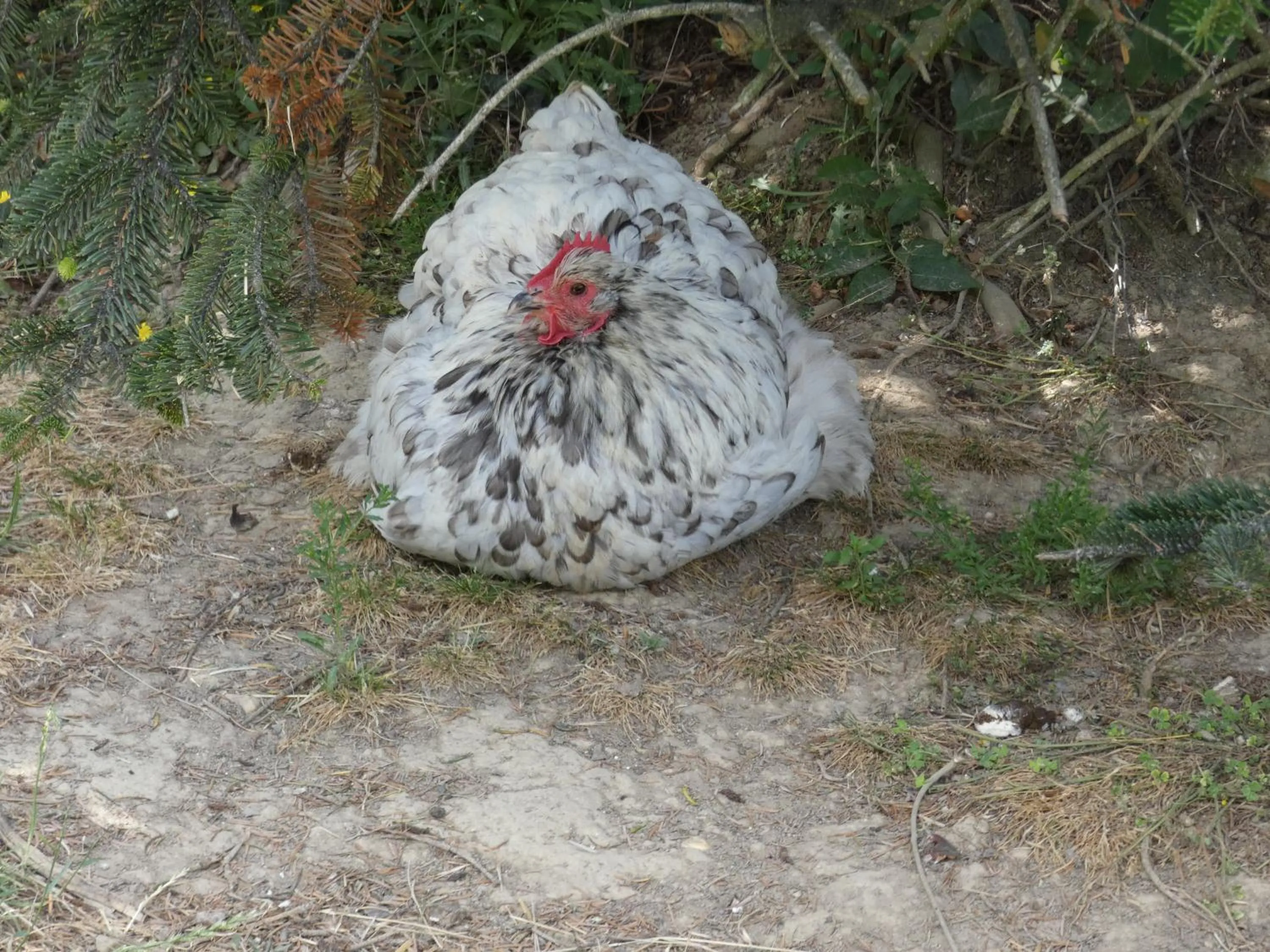 Animals in Viella Vacances