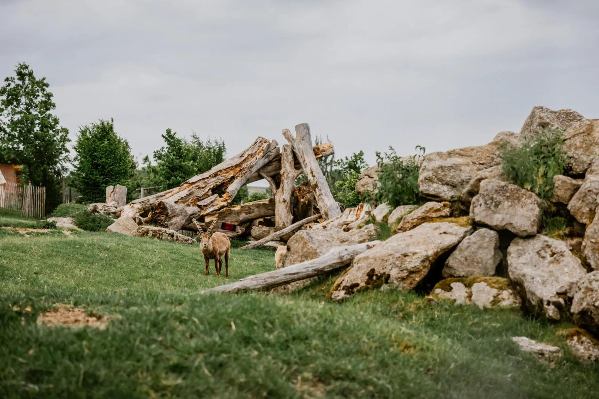 Animals in IKUNA Naturresort