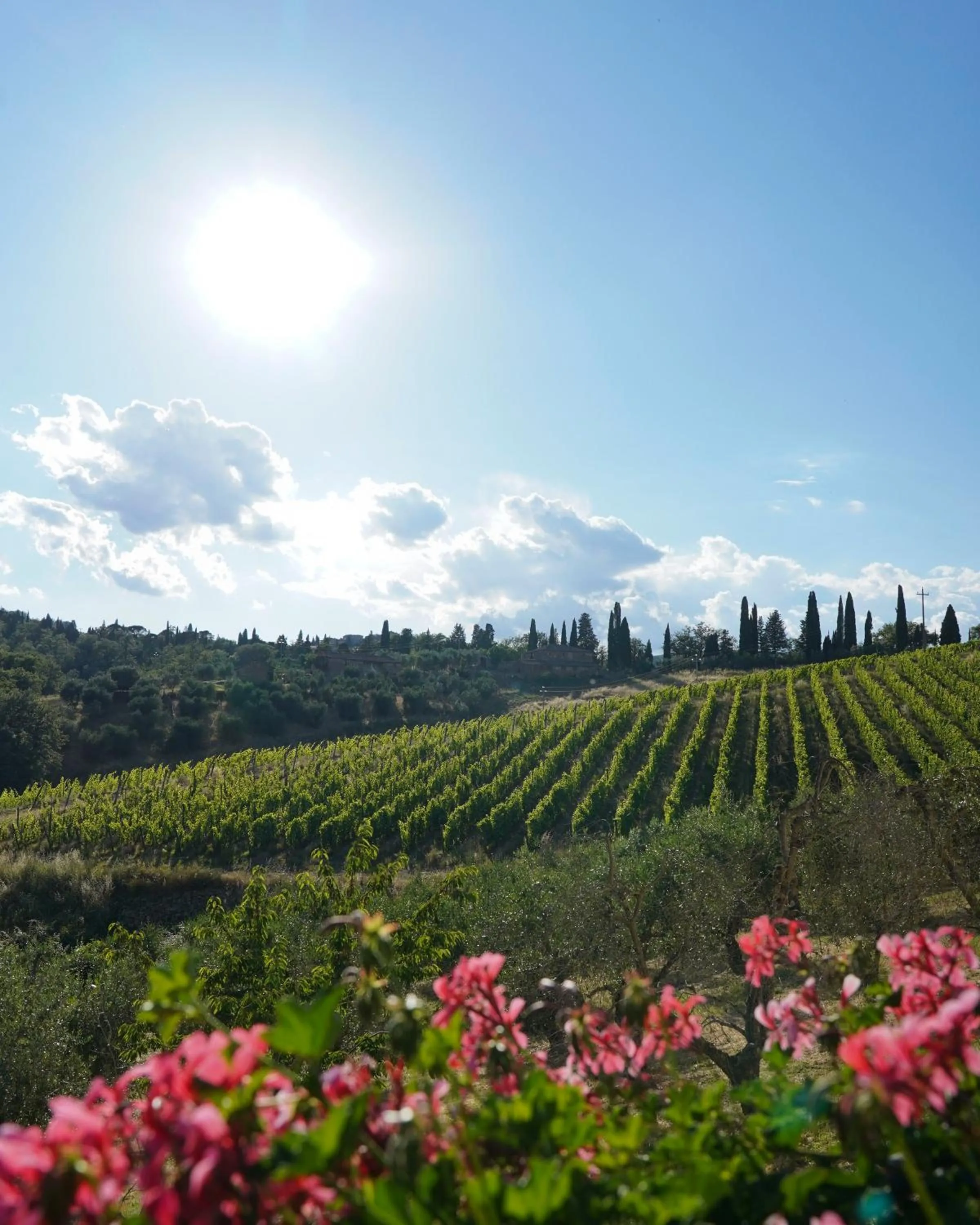 Natural landscape in Wine Resort Dievole