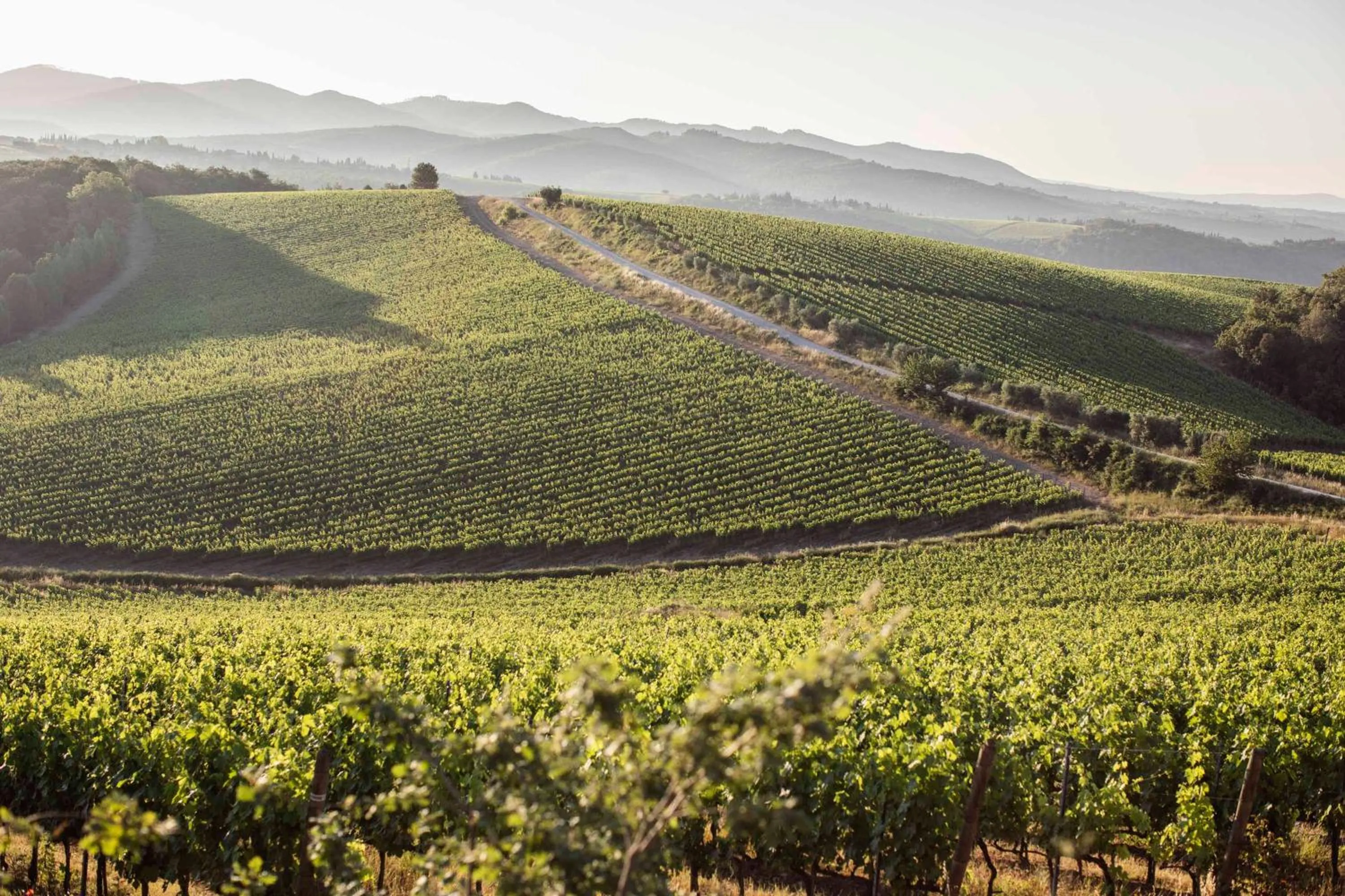 Natural landscape in Wine Resort Dievole