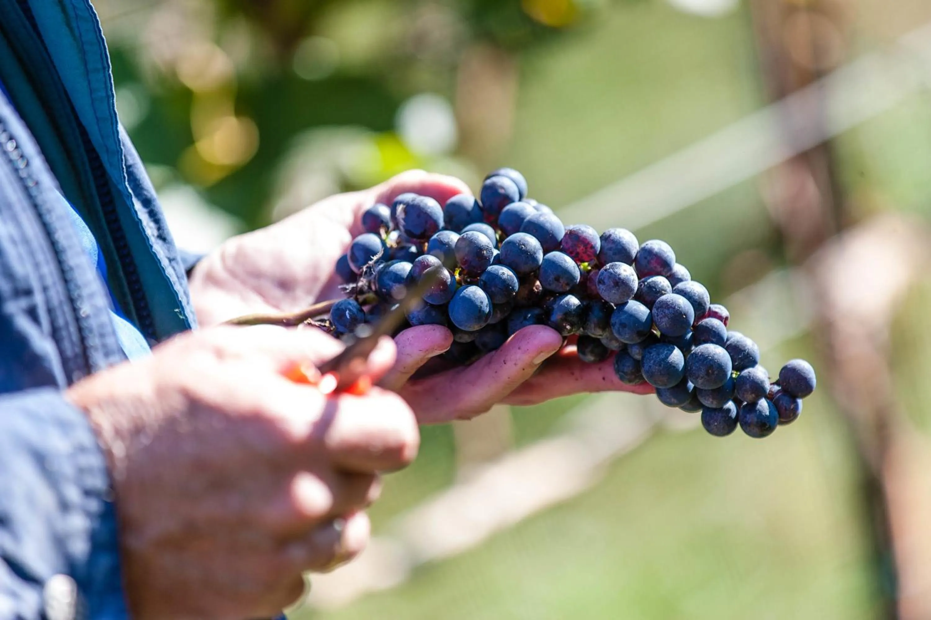 Food close-up in TrippelGUT - SchlafGUT