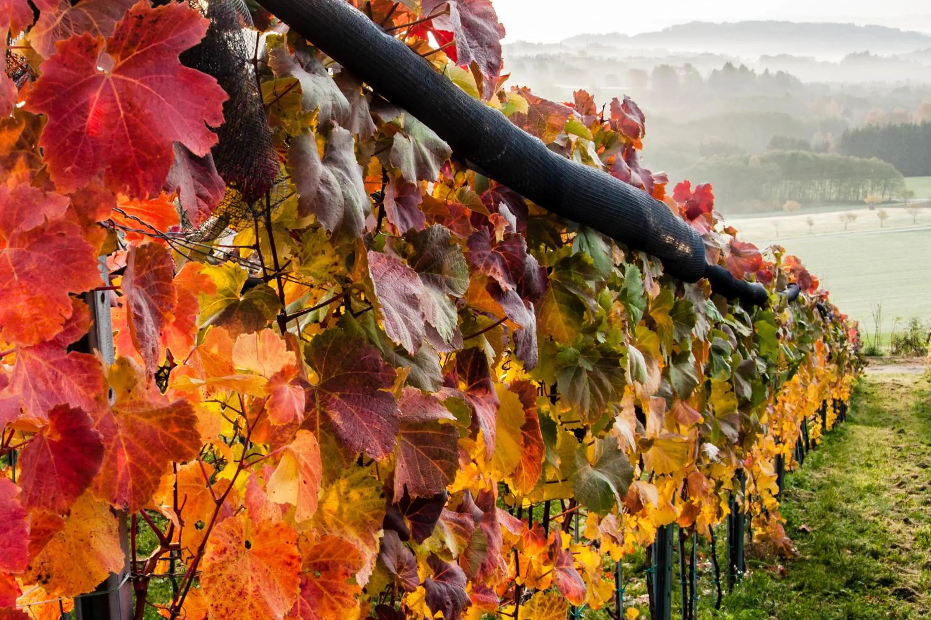 Day in TrippelGUT - SchlafGUT