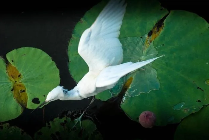 Animals in Baan Luang Harn