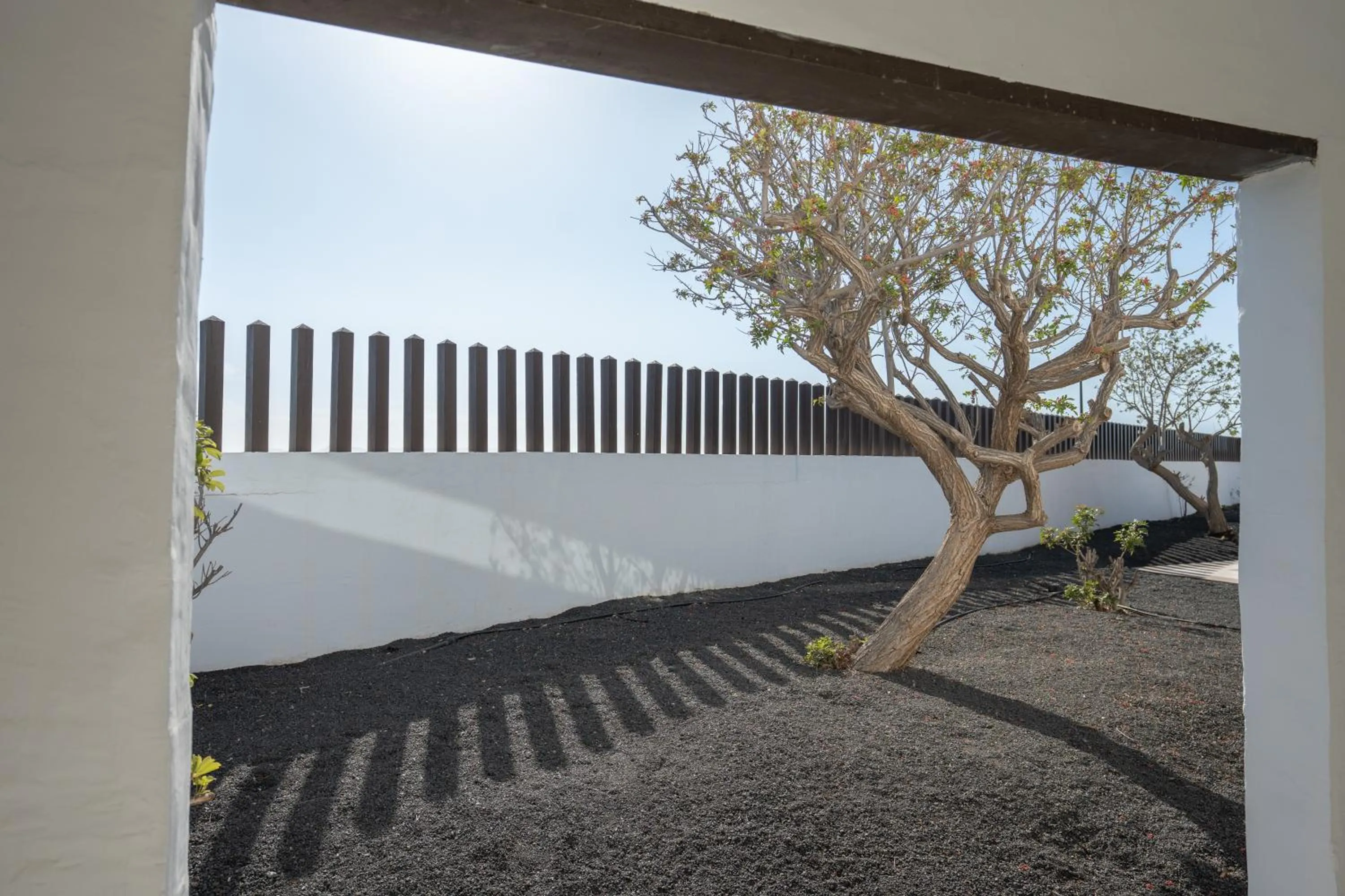 Garden in Hotel LIVVO Volcán Lanzarote