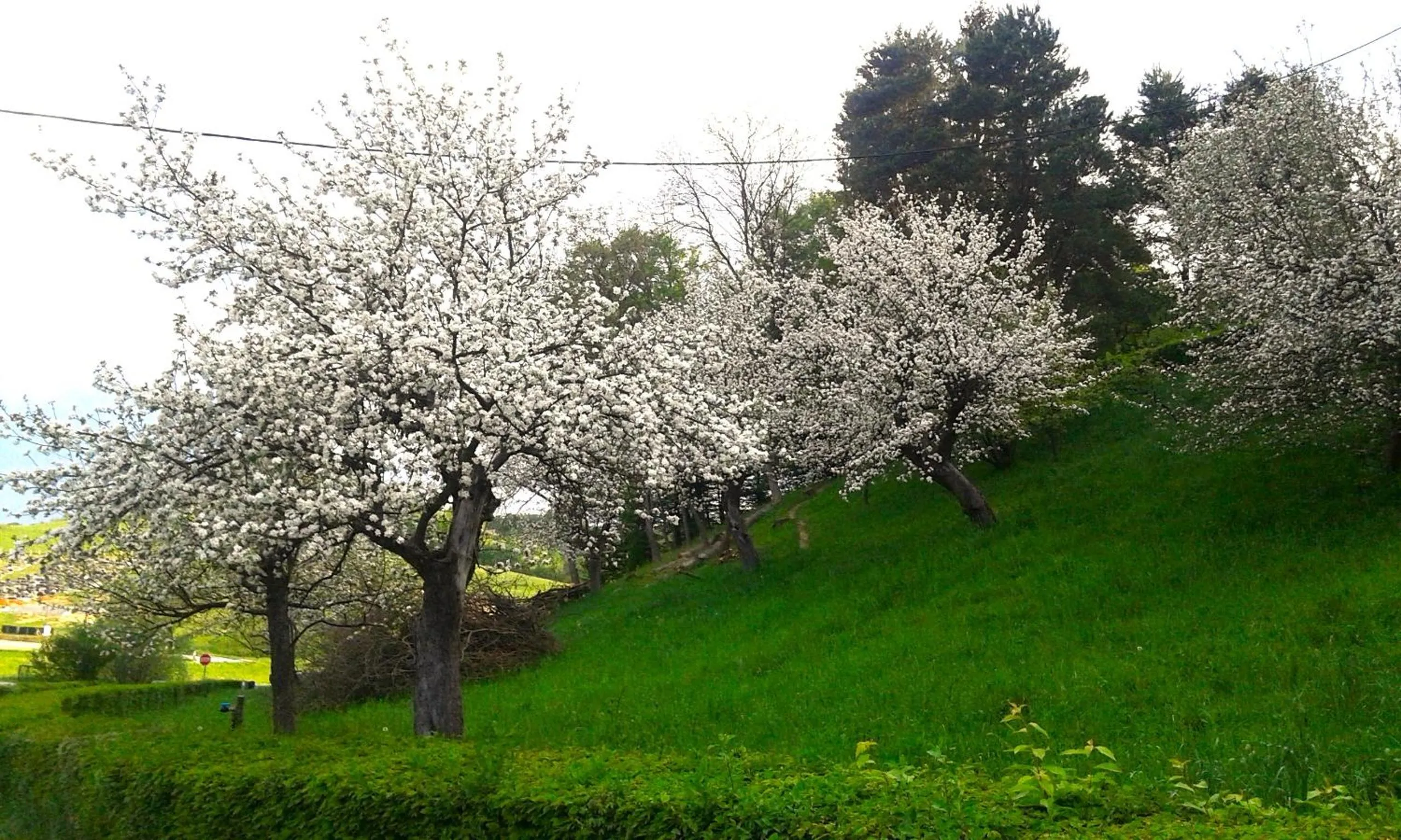 Garden in Kuća za odmor Trnac