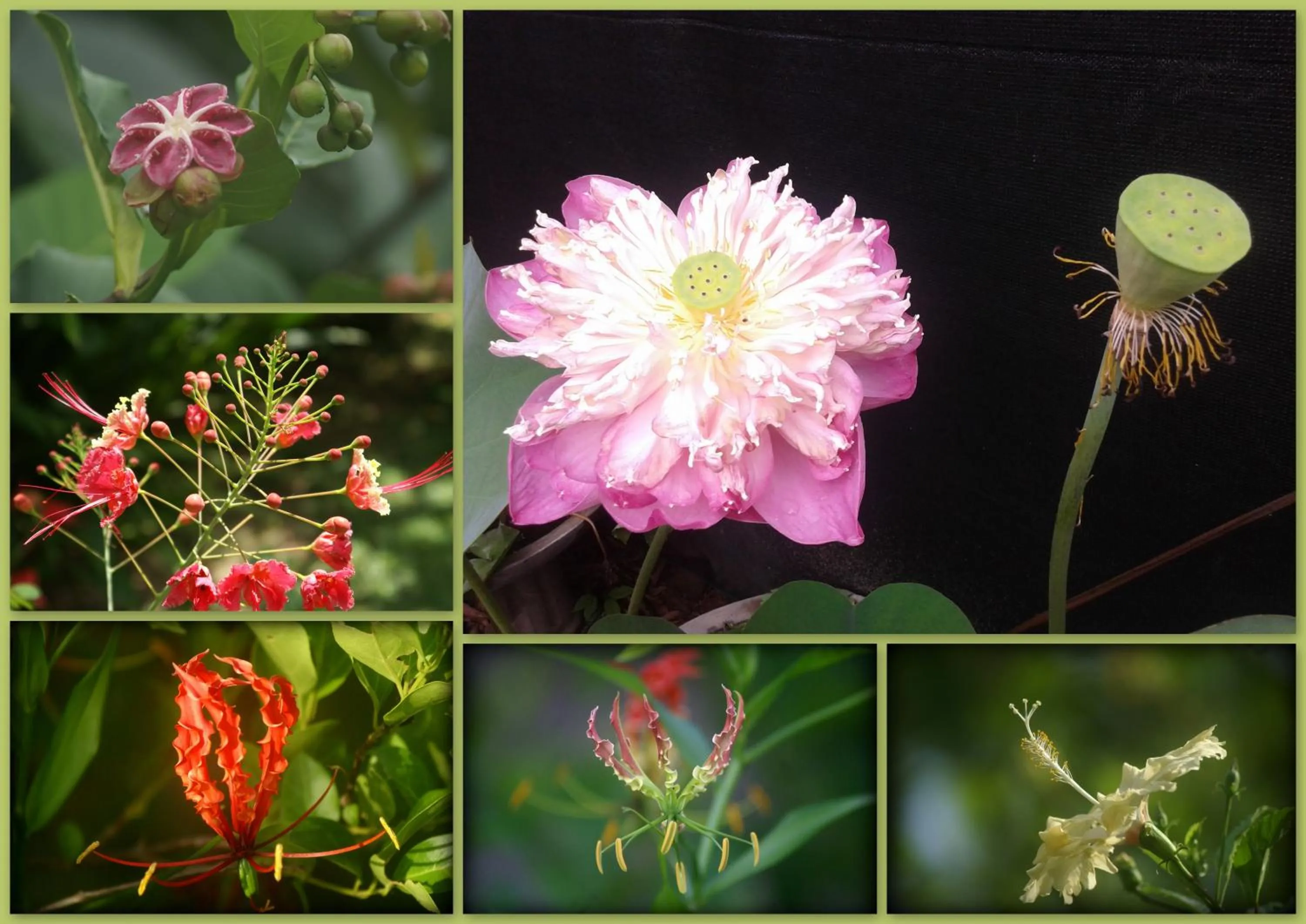 Garden in Lilly House