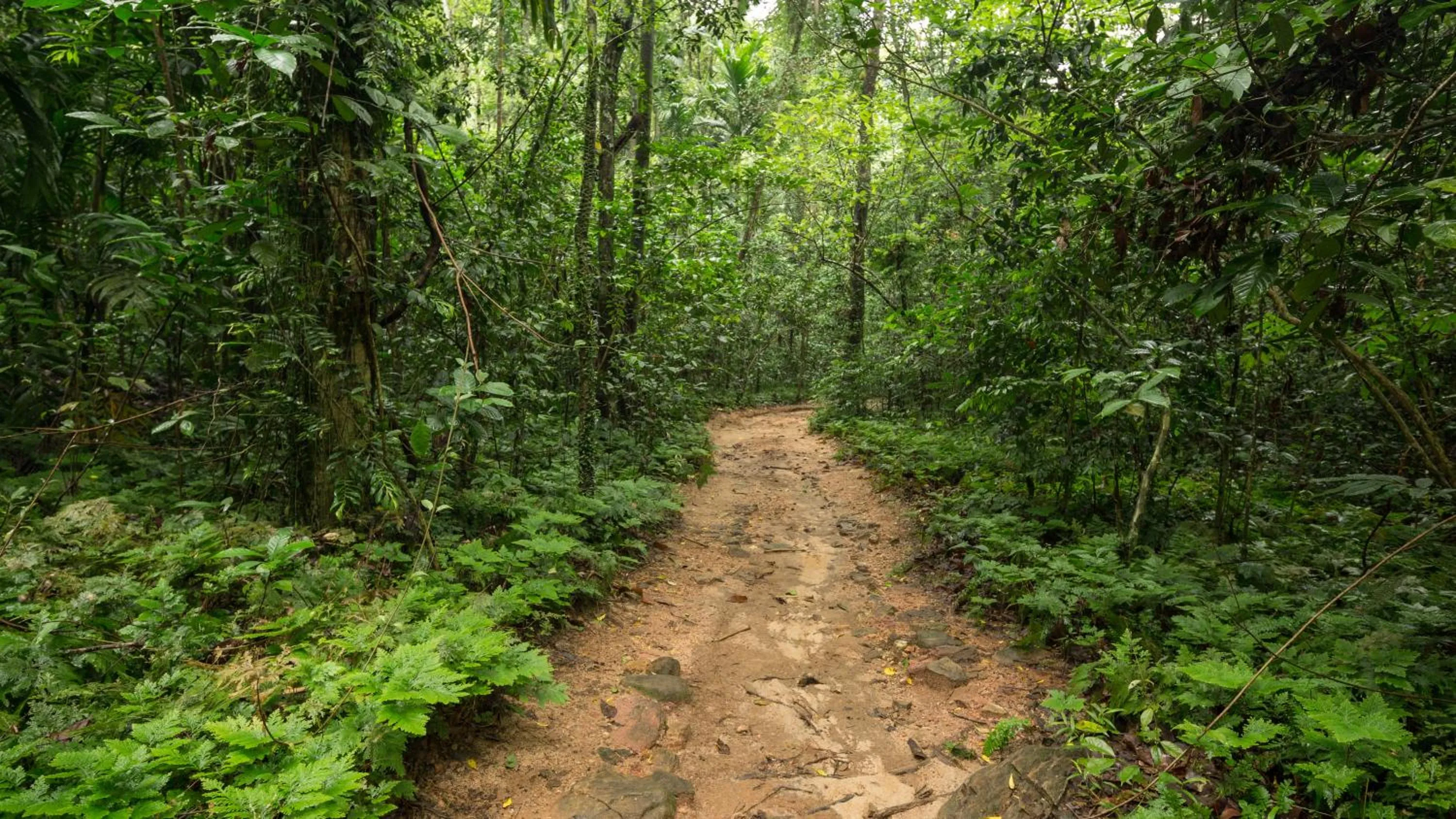 Natural landscape in Palmstone Retreat