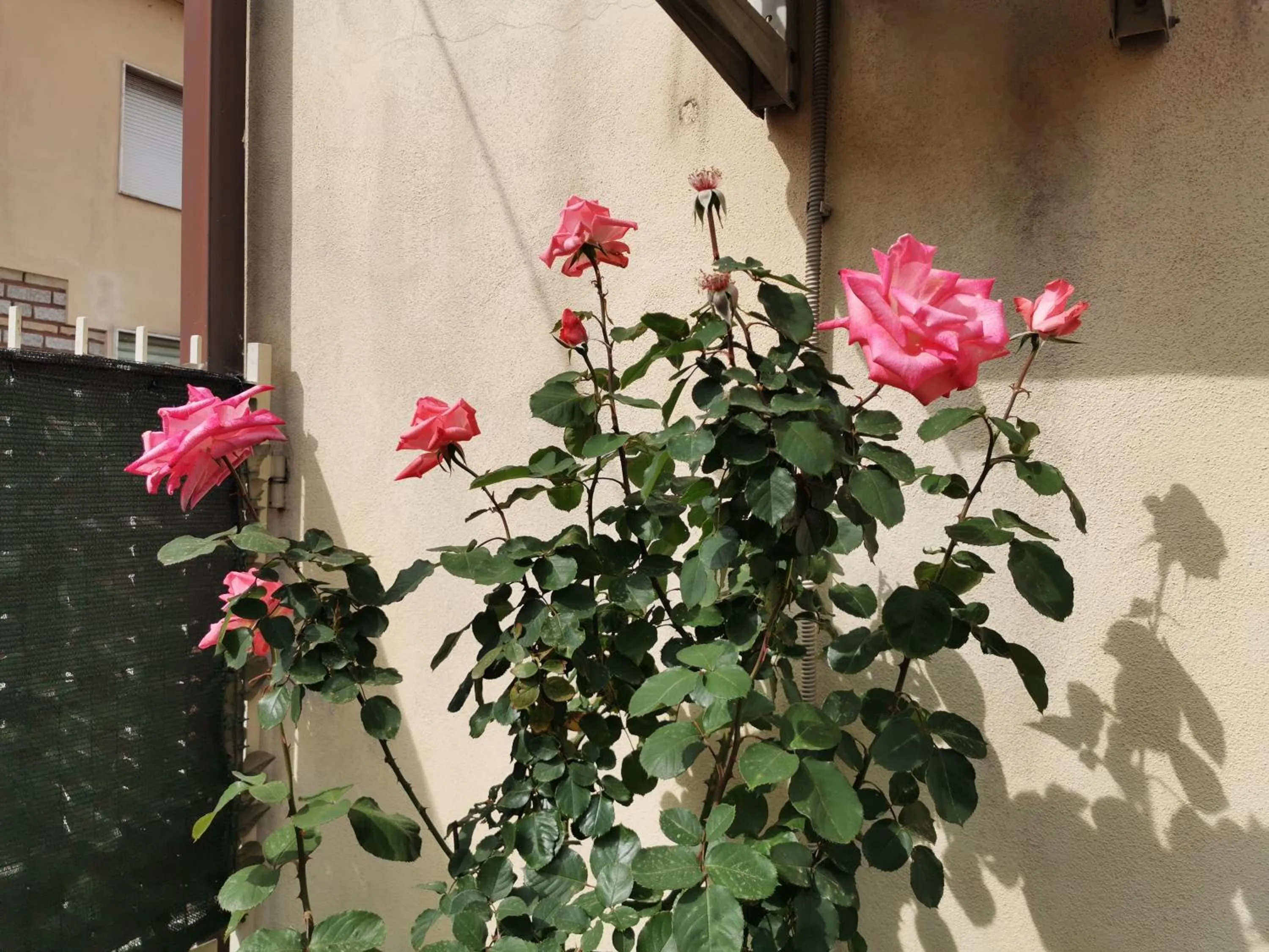 Garden in Affittacamere Alisso