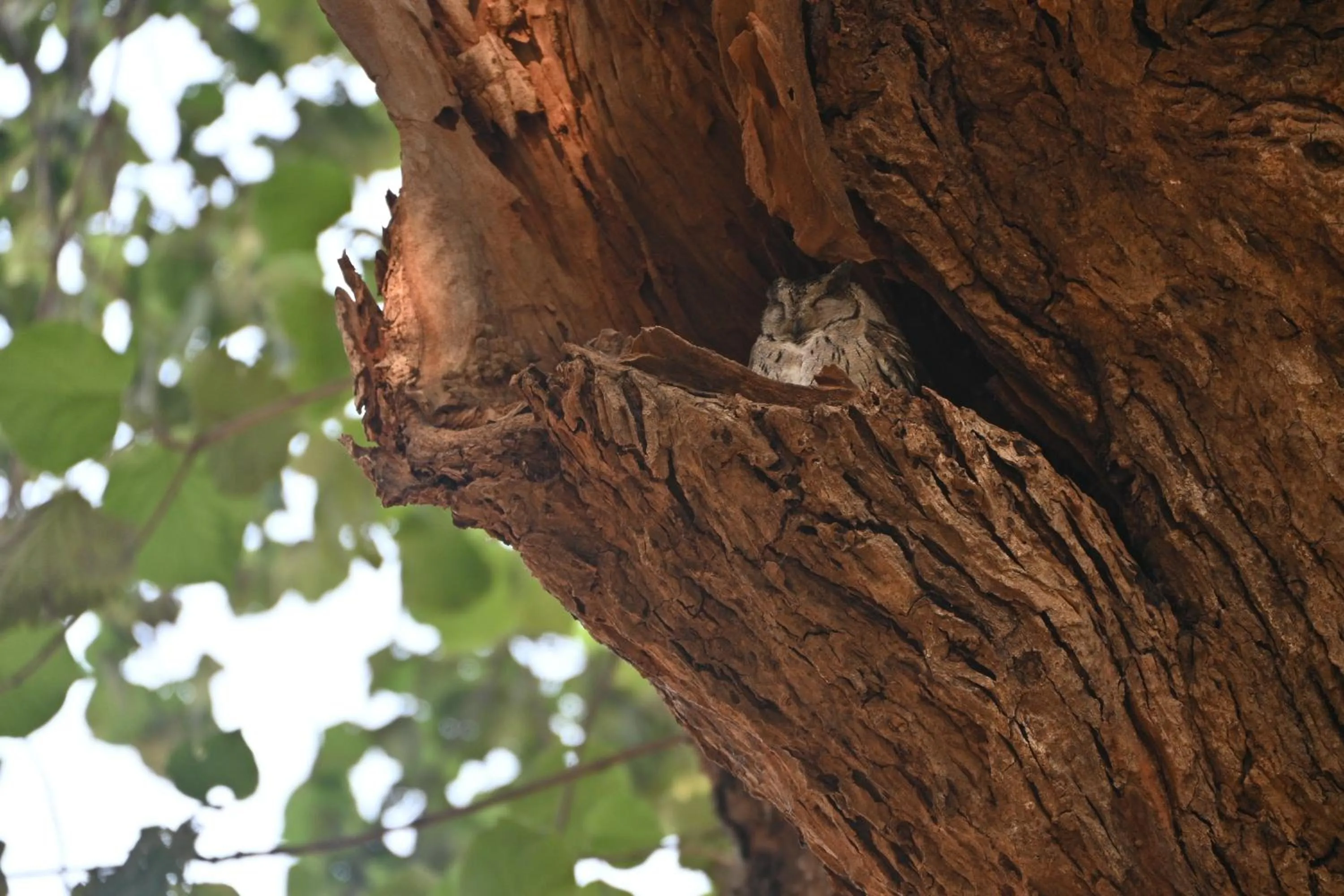 Animals in Bandhavgarh Tiger Resort