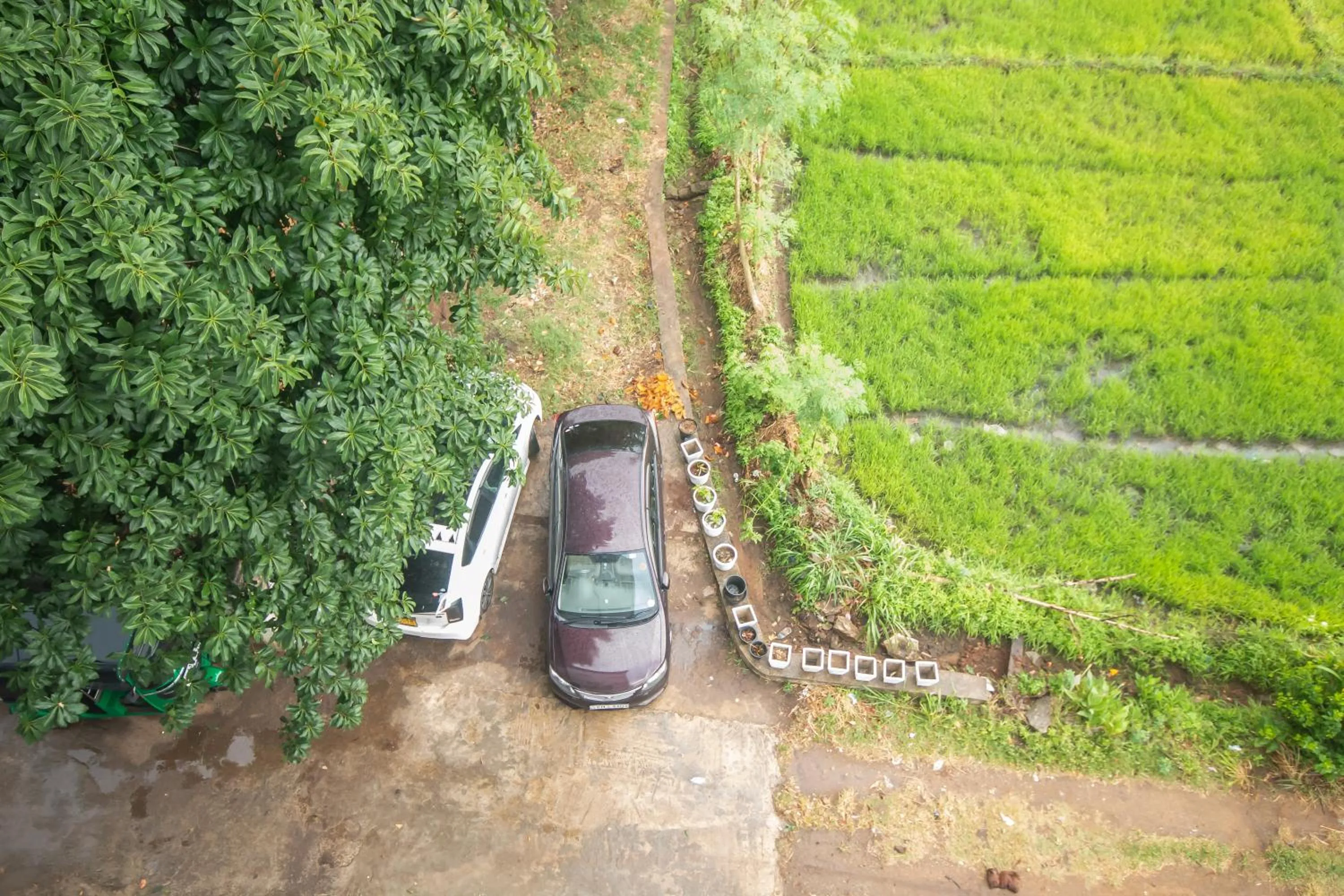 Garden view in Hotel Silver Horse Dambulla