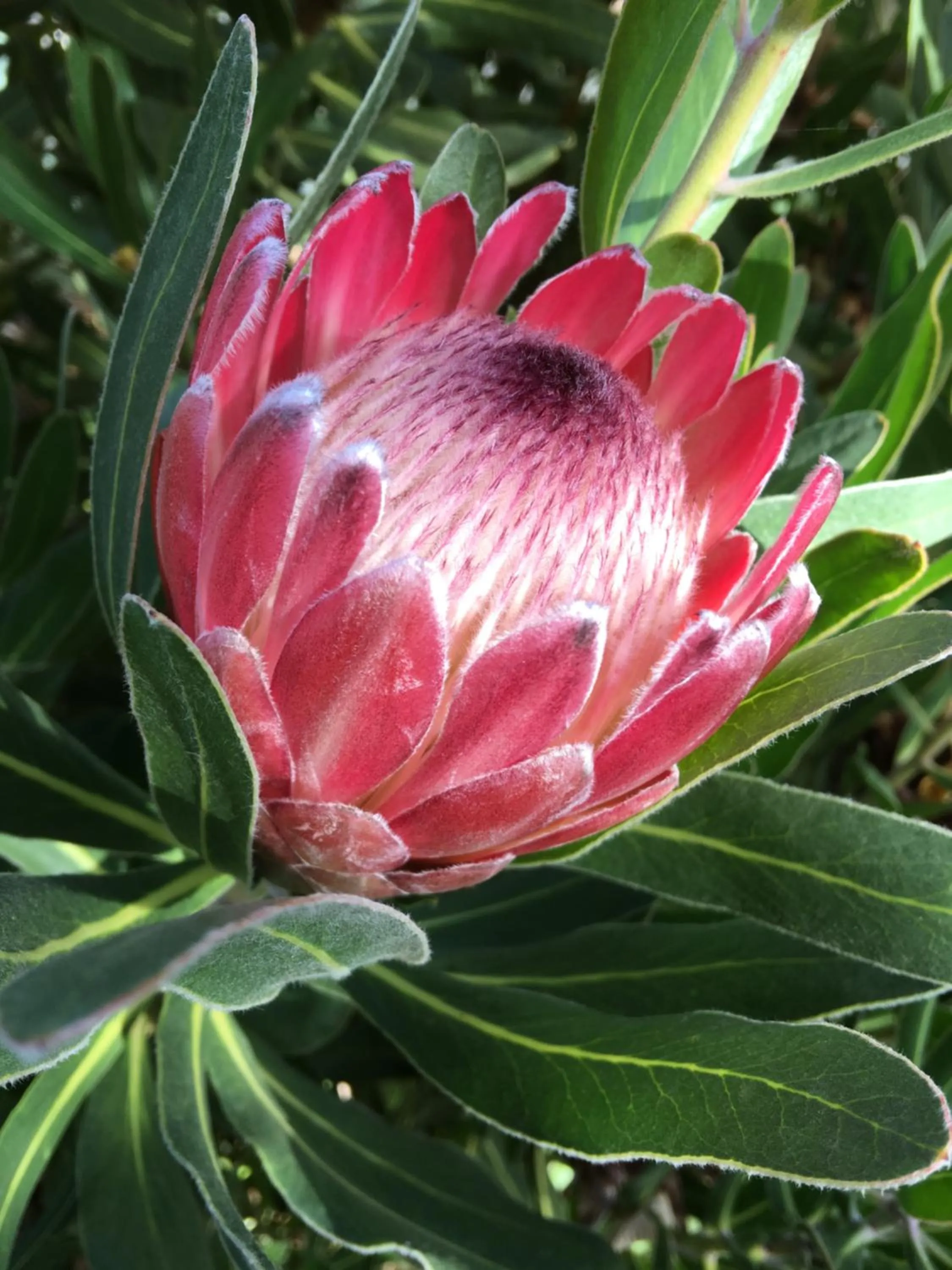 Garden in Emerald Ridge