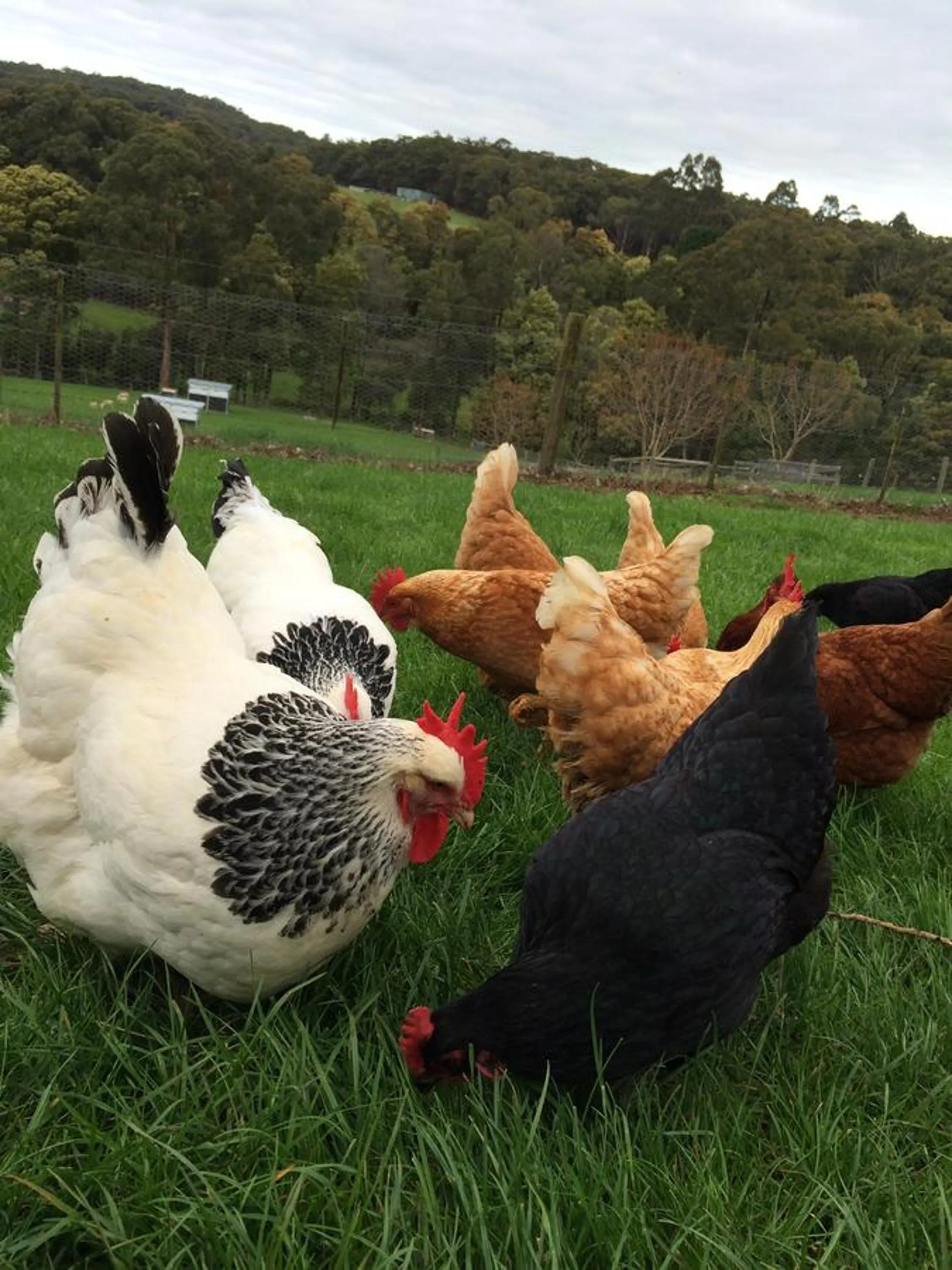 Pets in Emerald Ridge