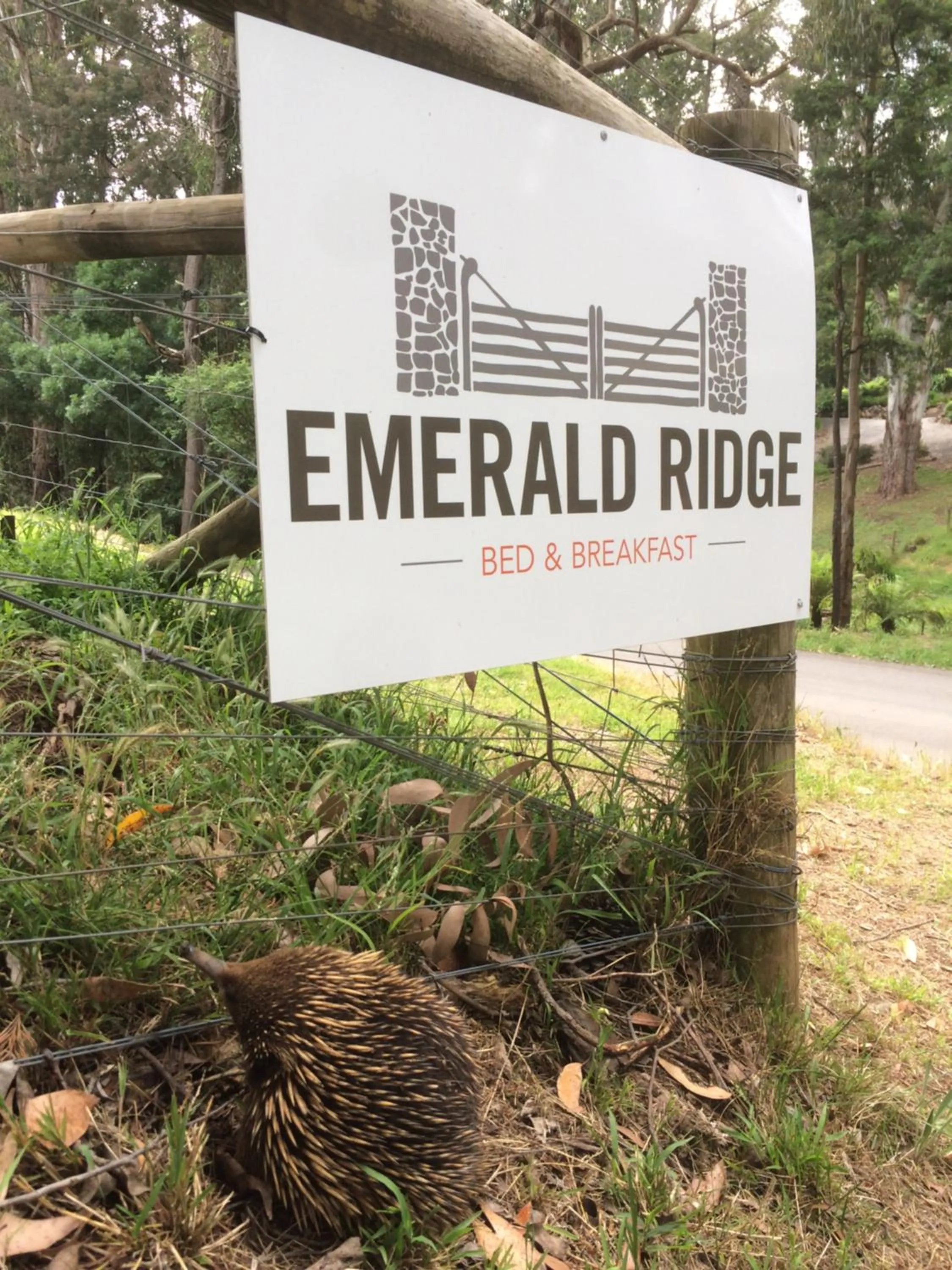 Animals in Emerald Ridge