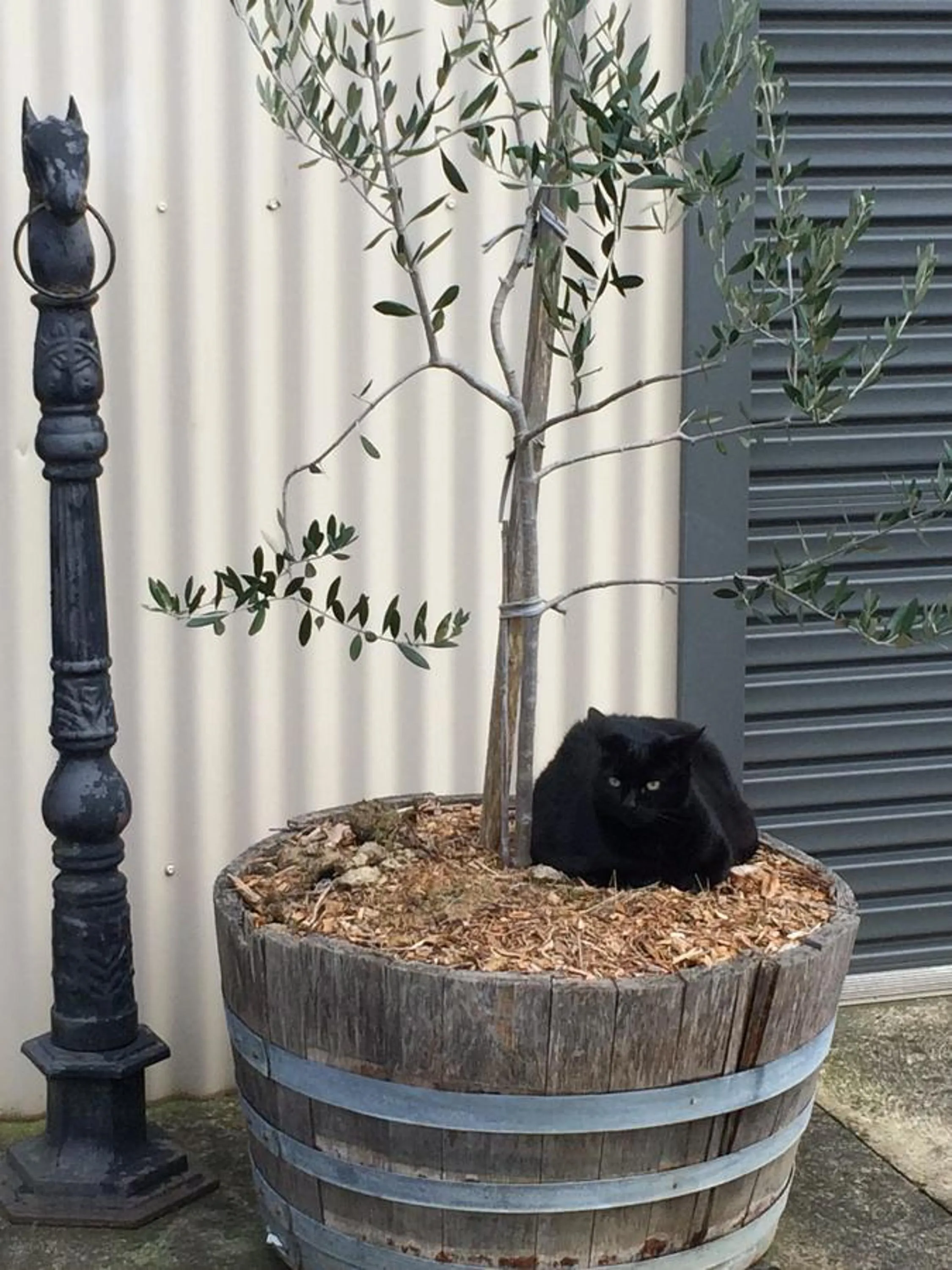 Pets in Emerald Ridge