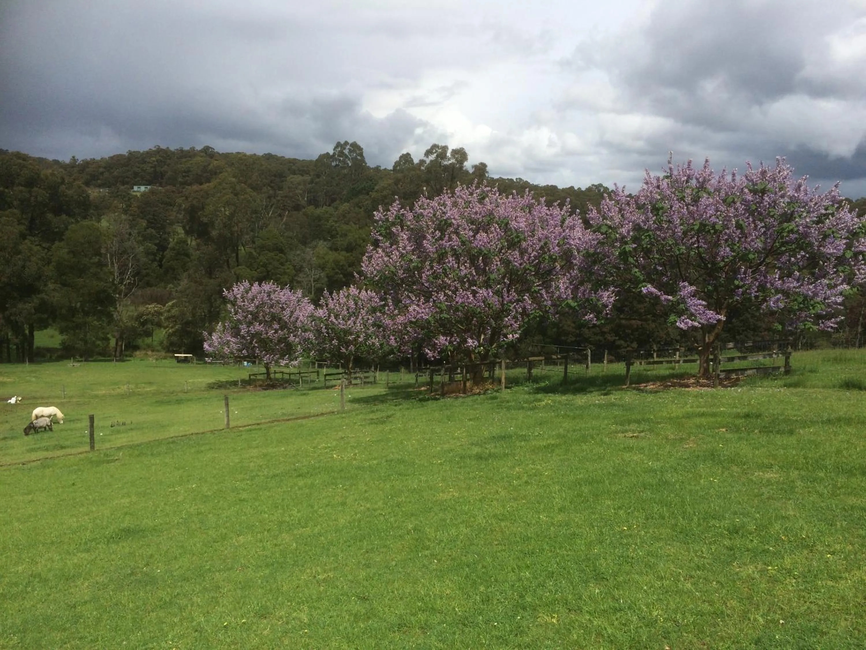 View (from property/room) in Emerald Ridge