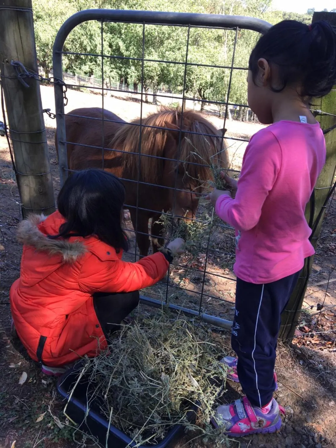 Pets in Emerald Ridge