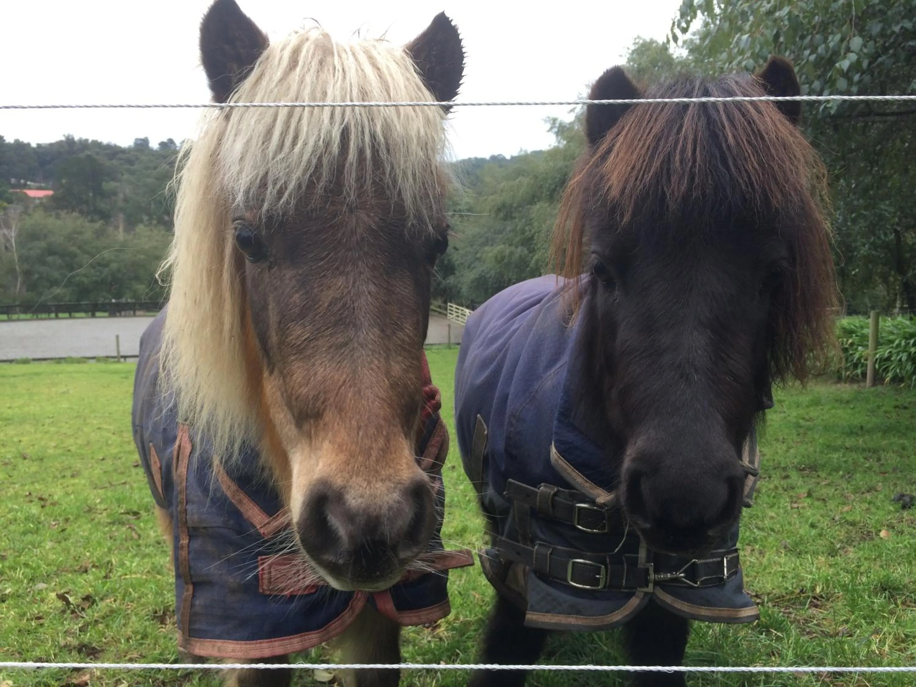 Pets in Emerald Ridge
