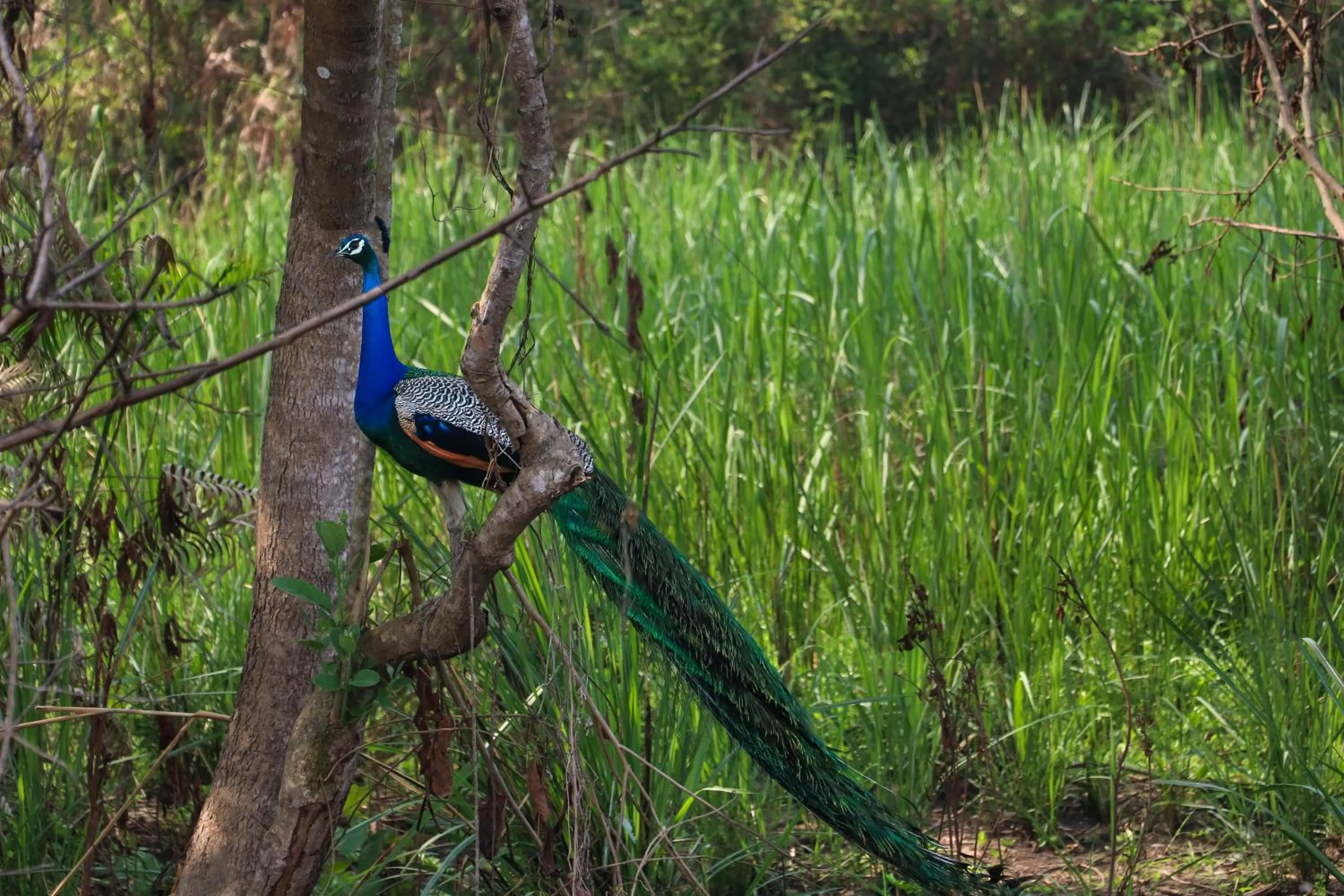 Activities in Hotel Yatra Sauraha Pvt Ltd