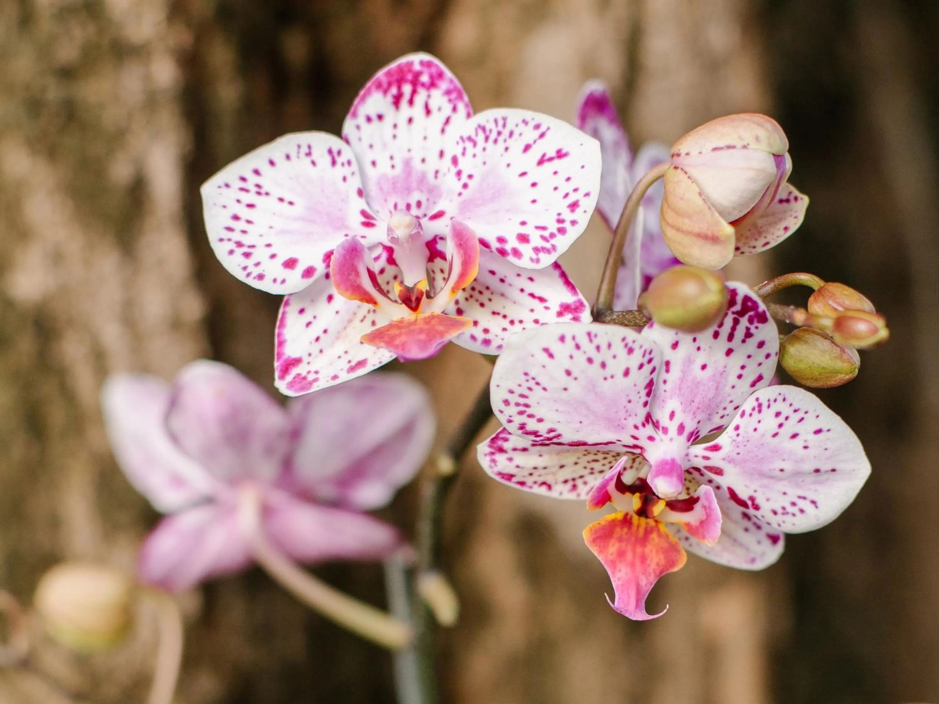 Decorative detail in Bubu Homestay Tulamben