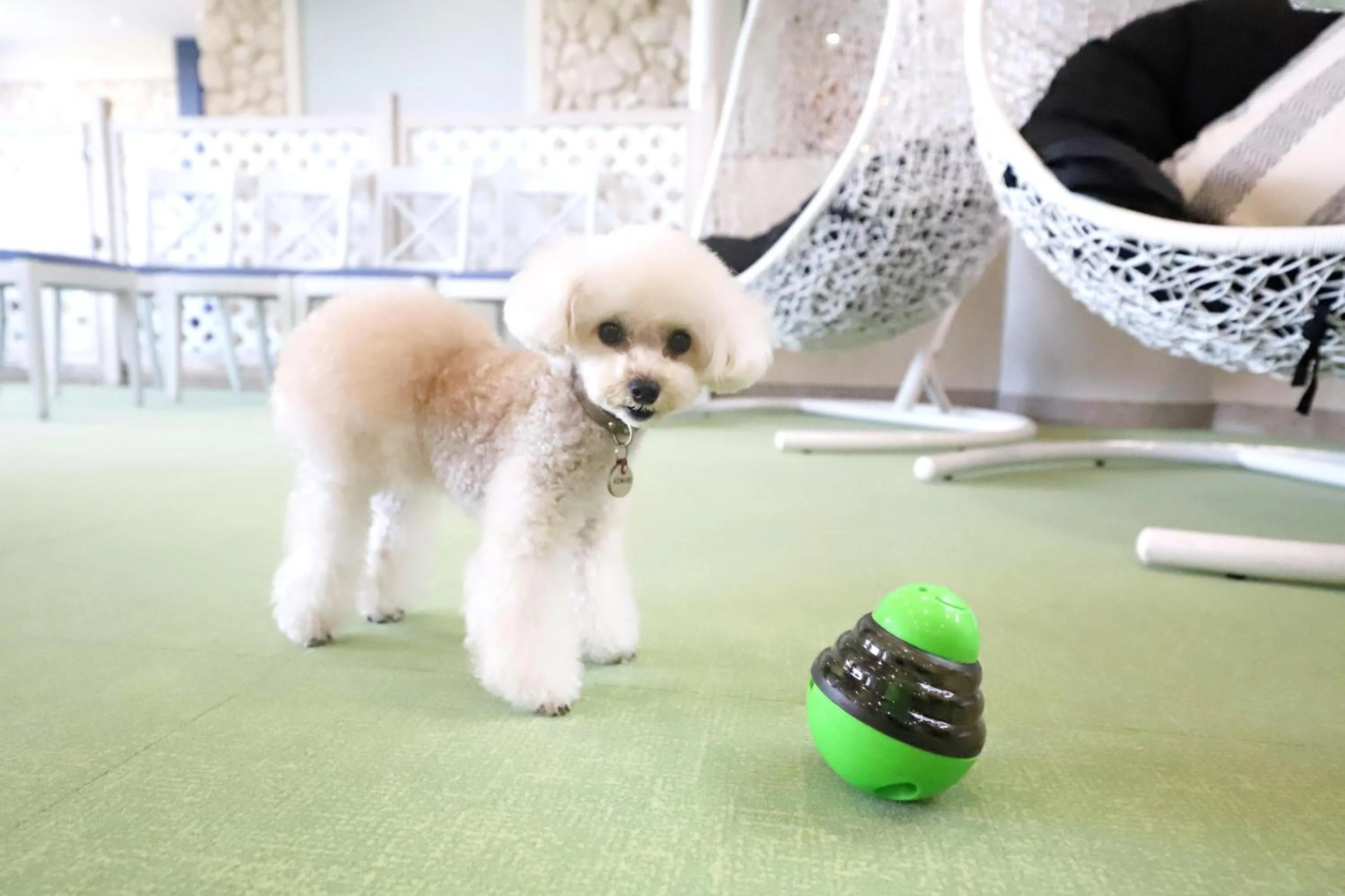 Pets in Wan's Resort Jogasaki