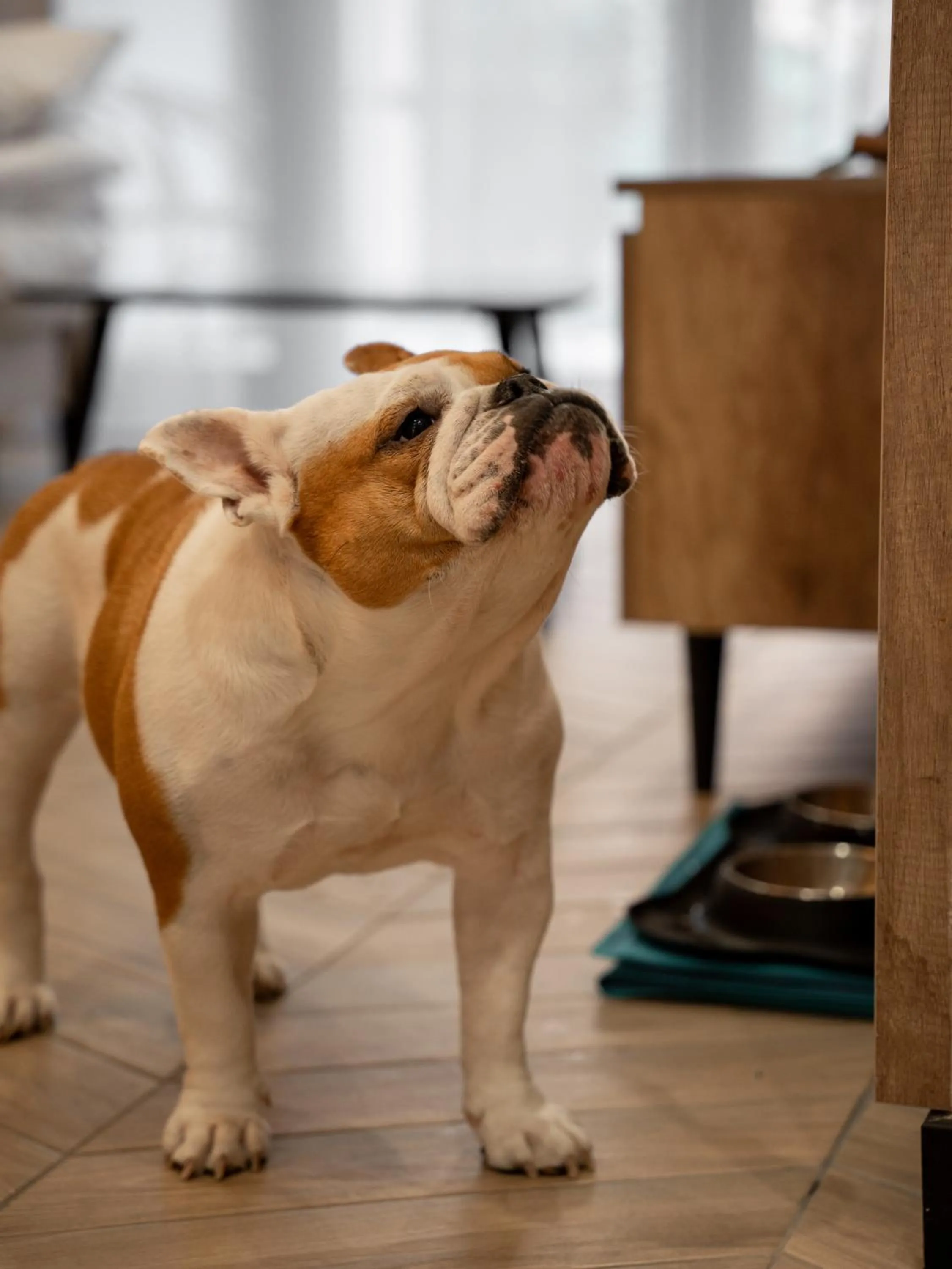 pet friendly in Sea & Forest Resort Międzyzdroje