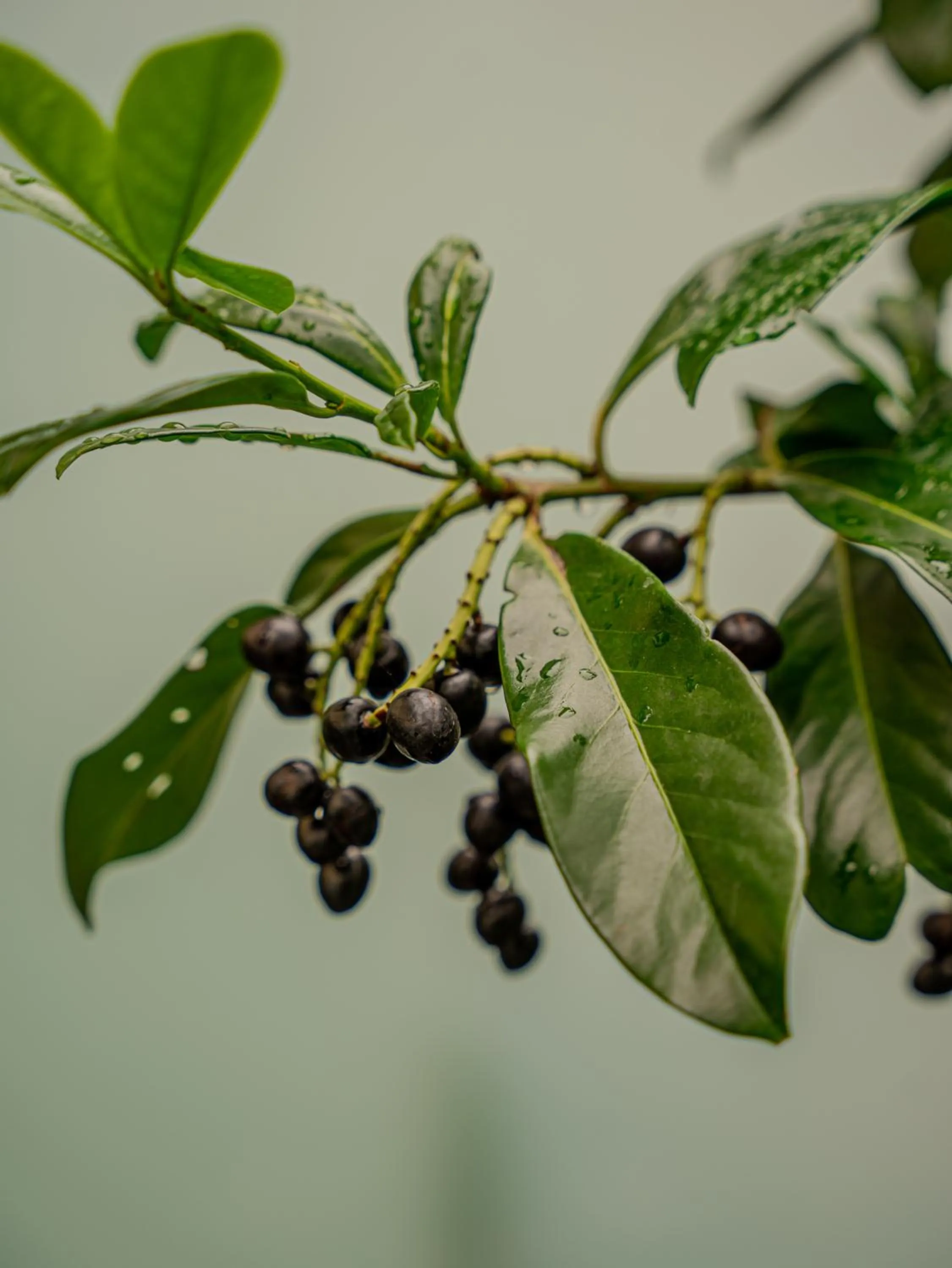 Natural landscape in Sea & Forest Resort Międzyzdroje