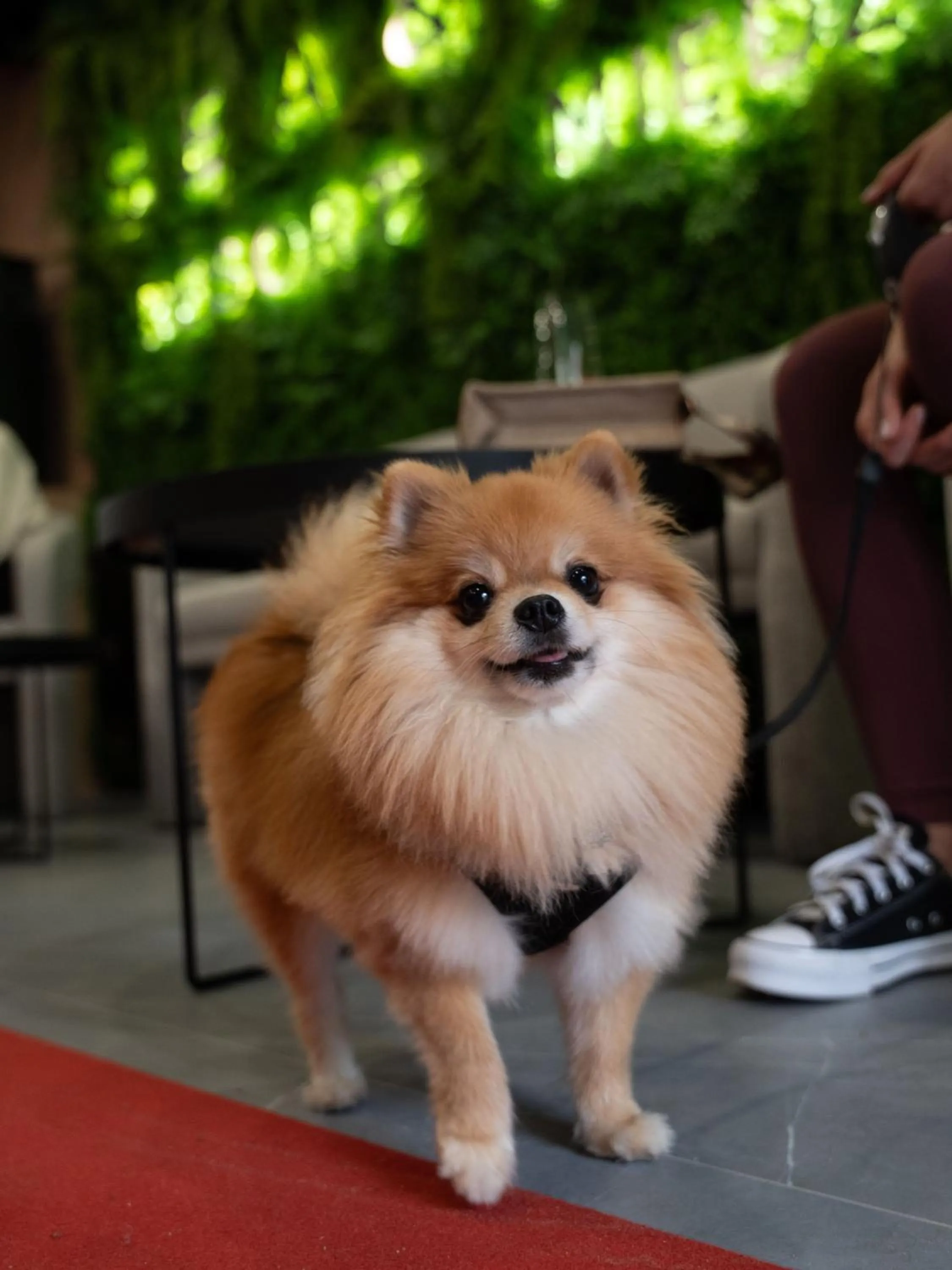 Pets in Sea & Forest Resort Międzyzdroje