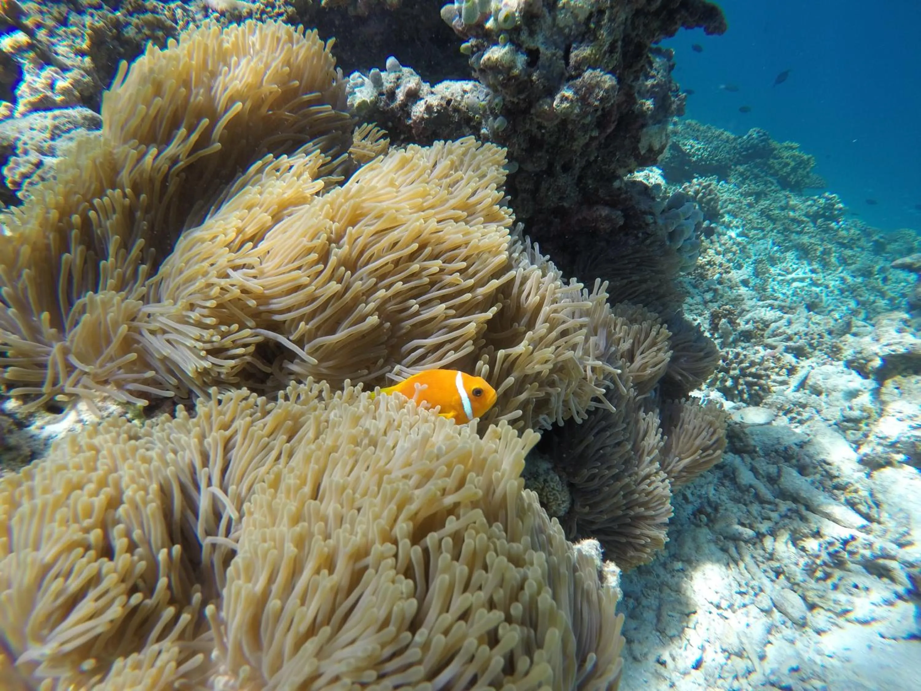 Day in Palm Residence