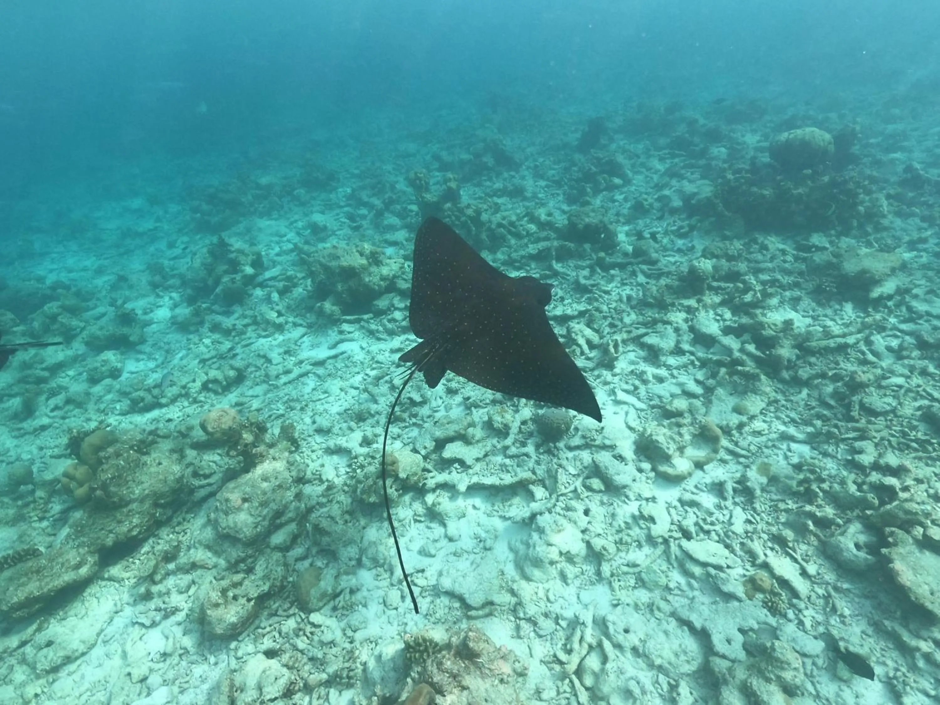 Diving in Palm Residence