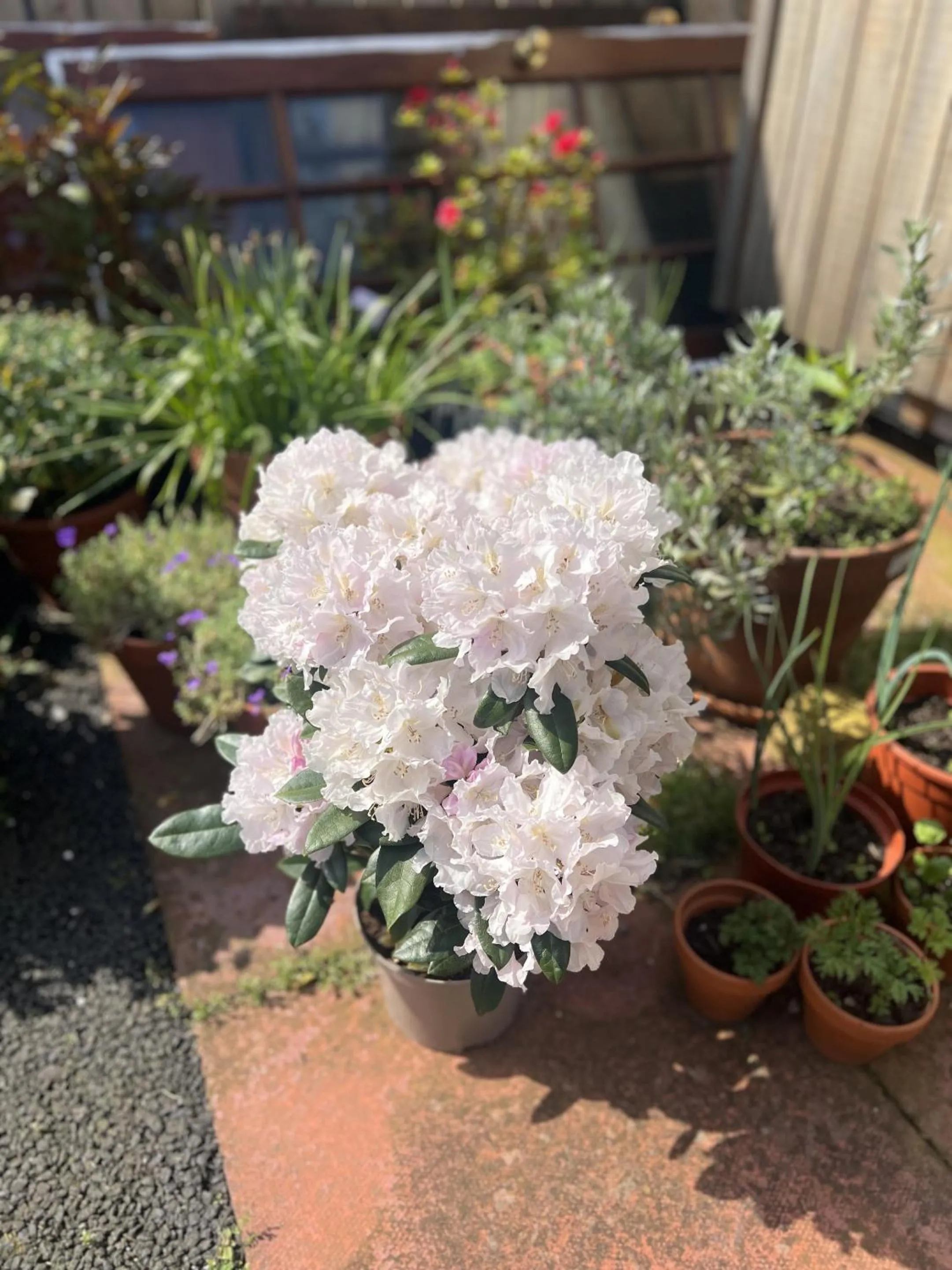 Garden in Springfield guest house