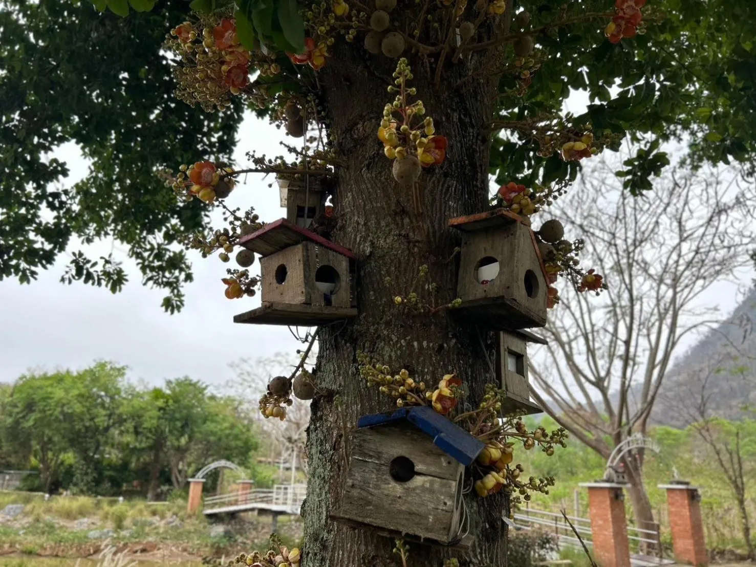 Natural landscape in Ville De La Vie Khao Yai