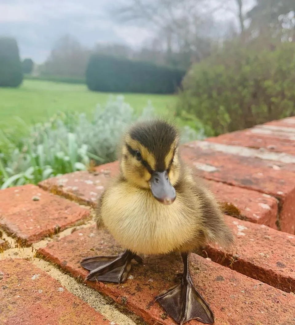 Animals in Tewinbury Farm Hotel