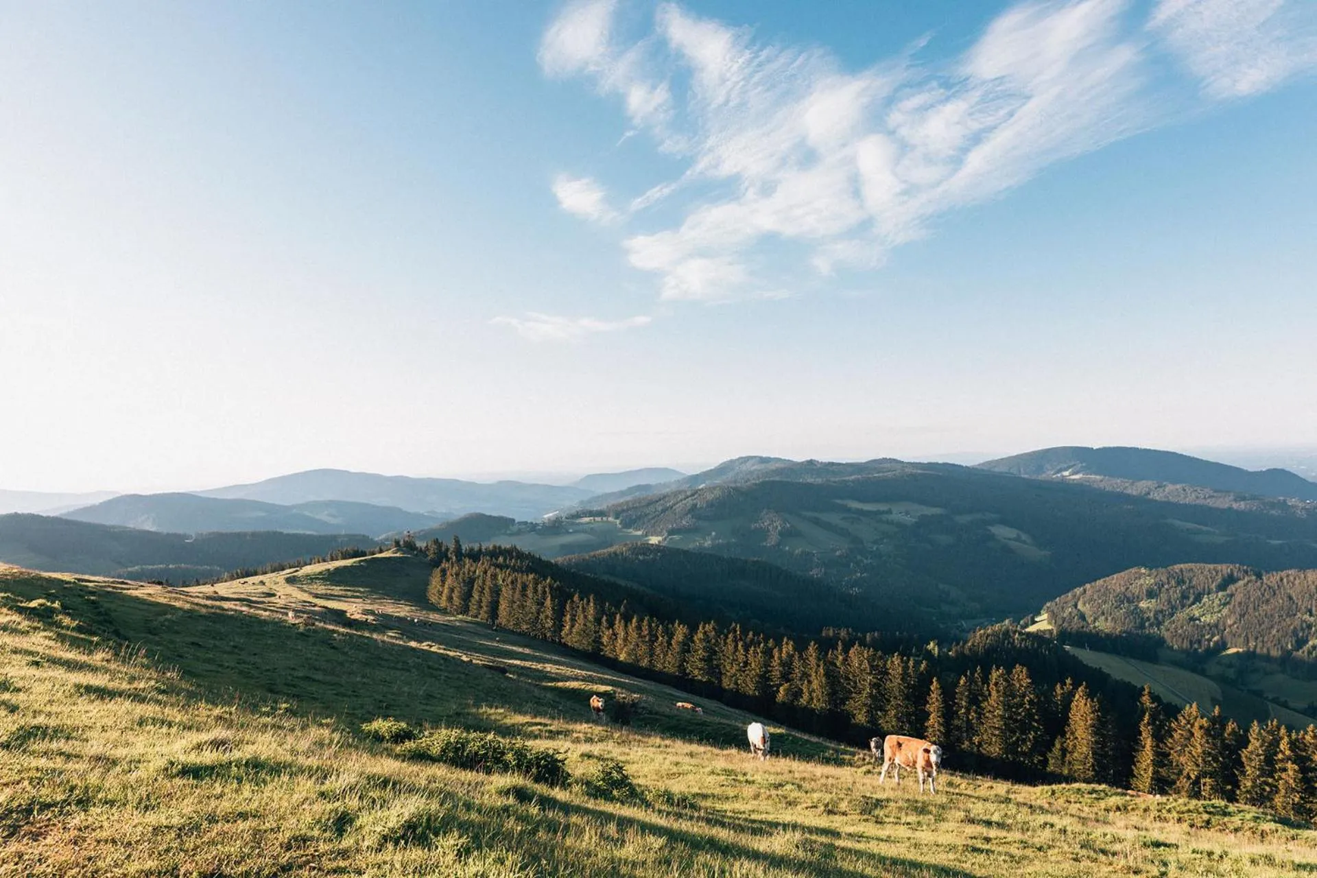 Hiking in Naturhotel Bauernhofer
