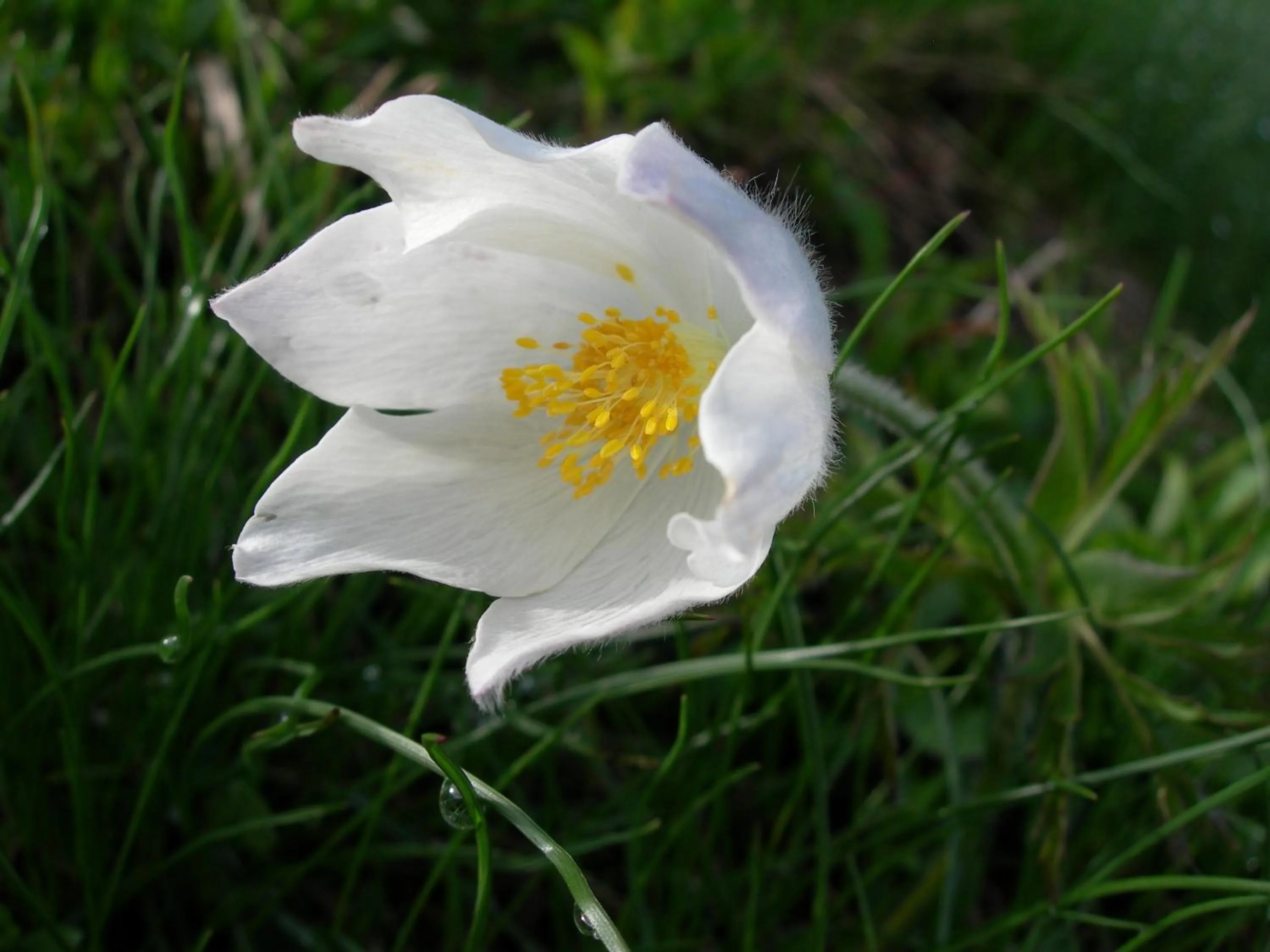 Natural landscape in Lodge am Krippenstein