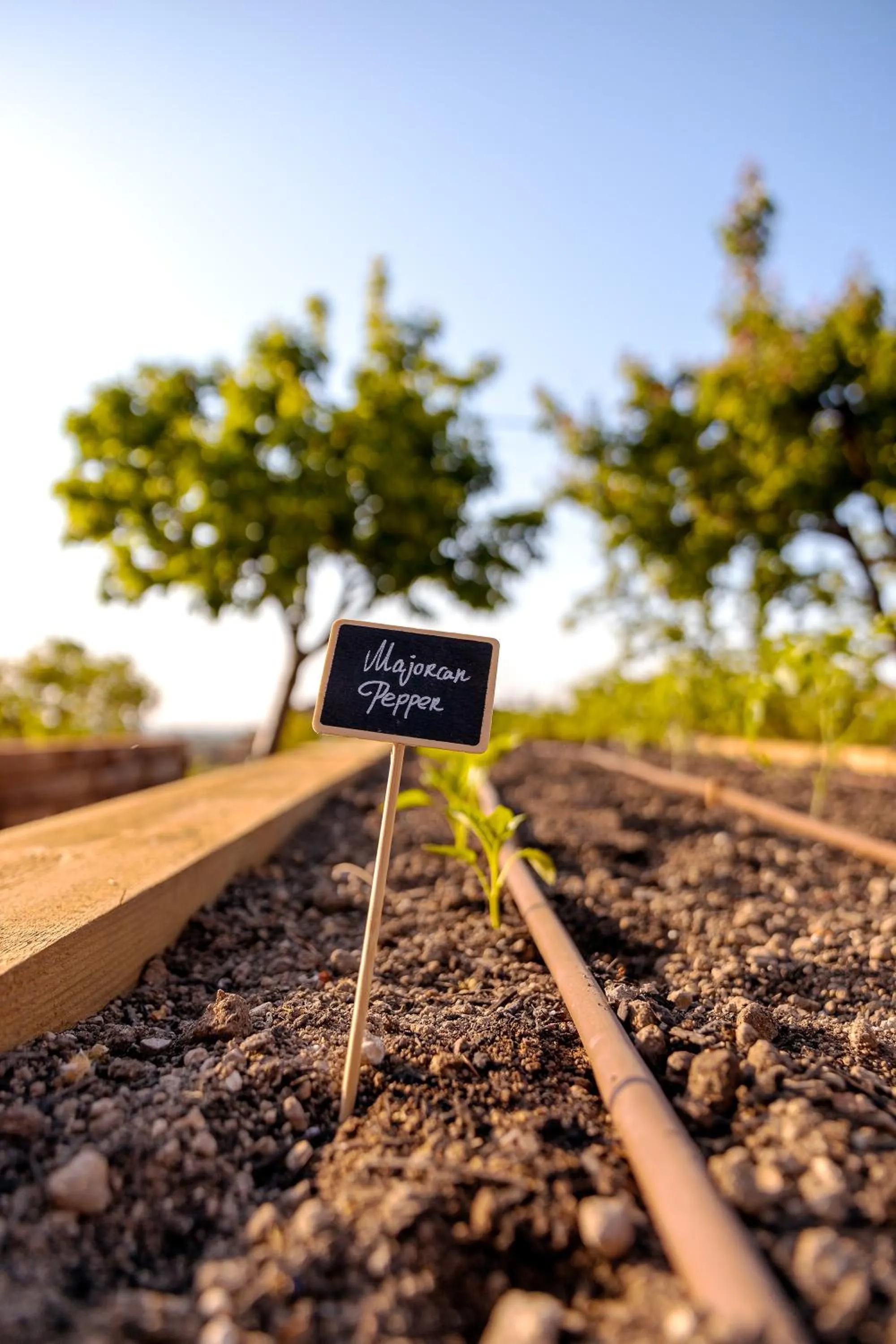 Garden in Ca'n Beneït