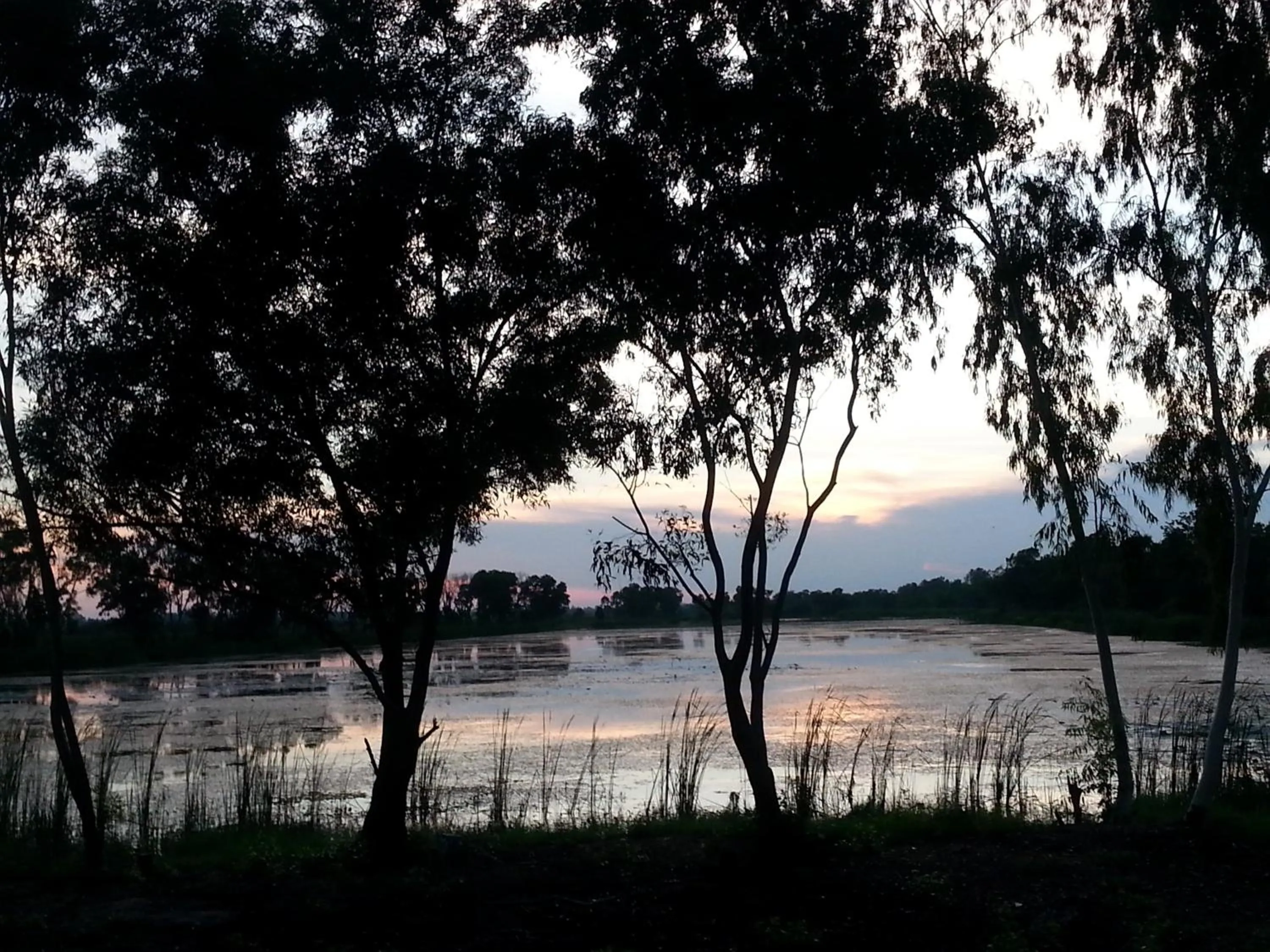 Natural landscape in Coconut Palms