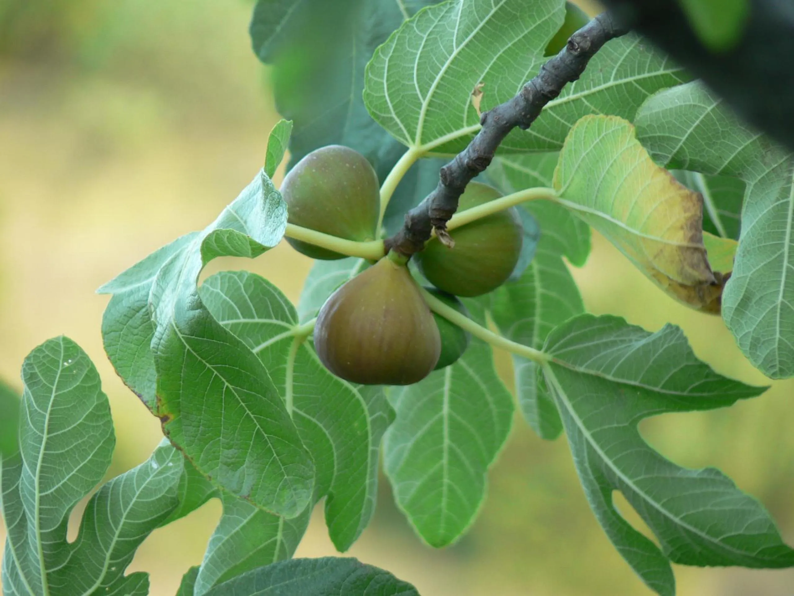 Garden in Le Relais de Vazeille
